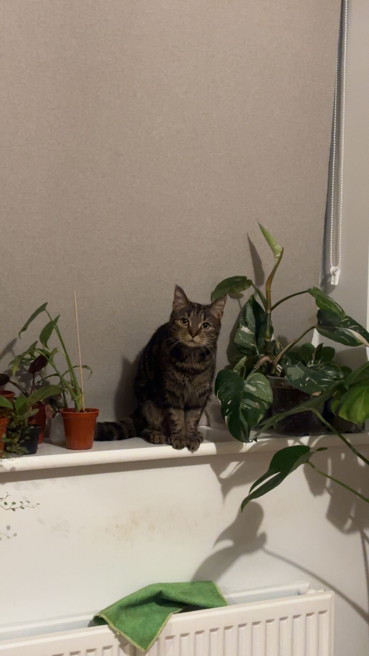 image-6