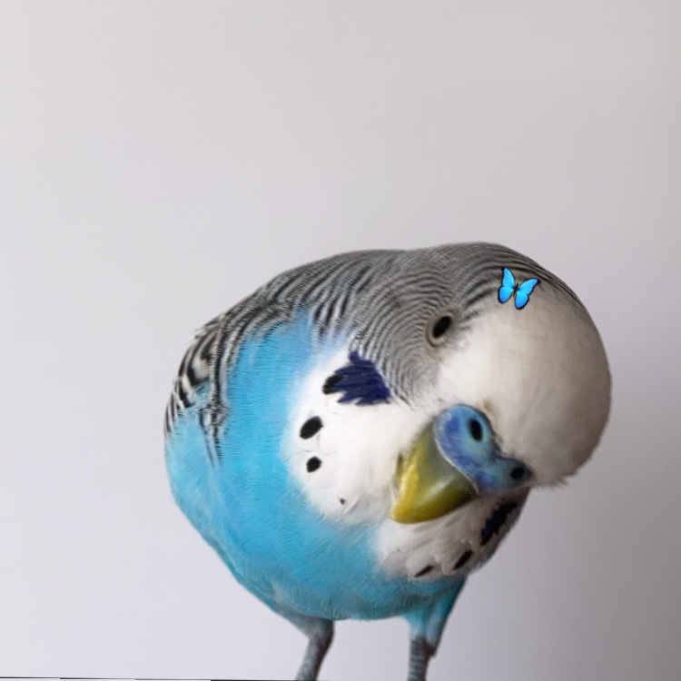 Cici