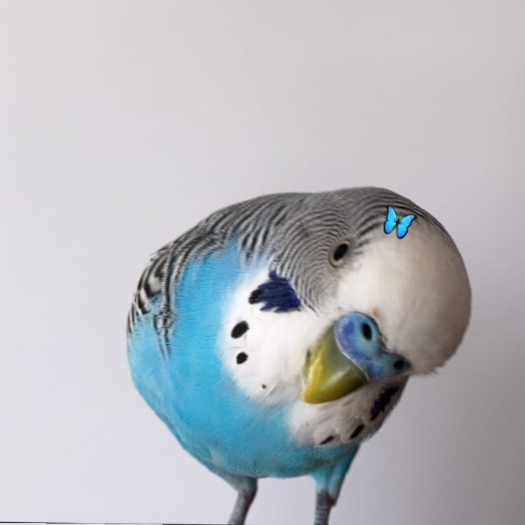 Cici
