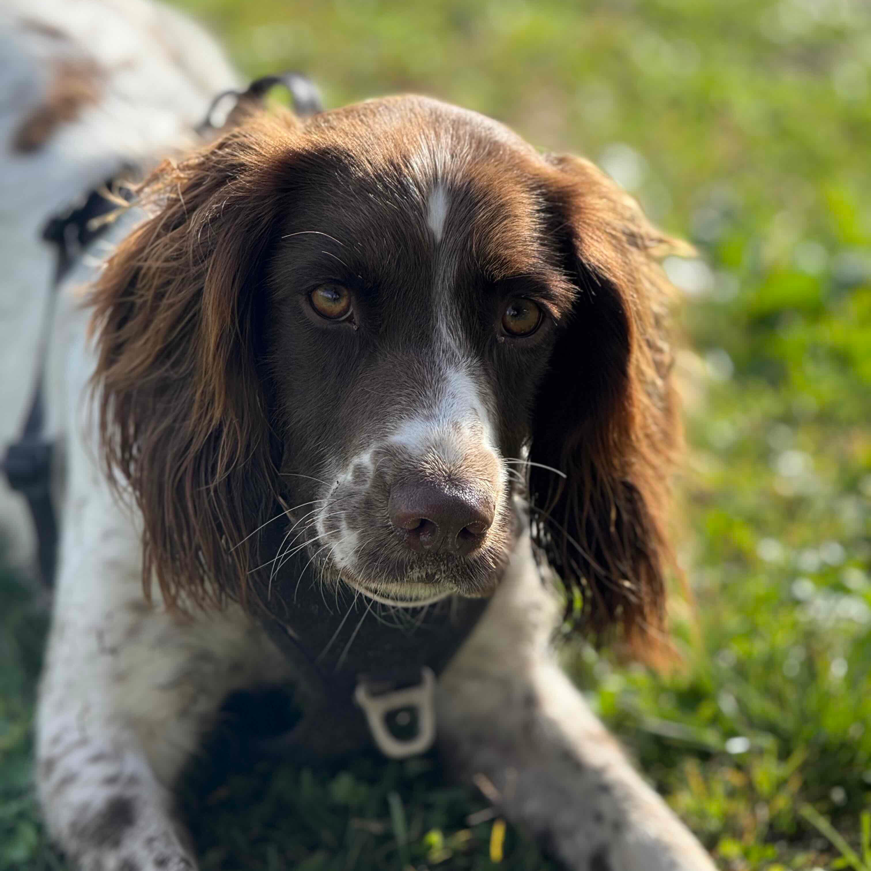 Pip