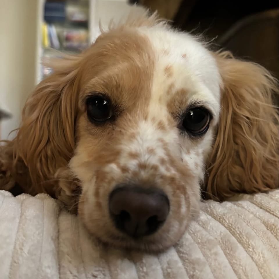 Spot