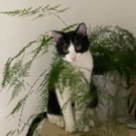 Twiny