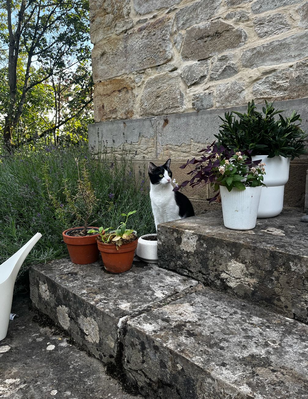 image-11