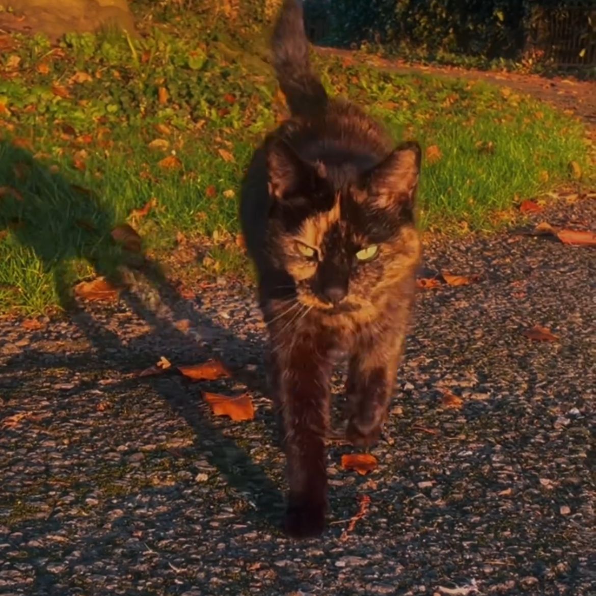 Tammy