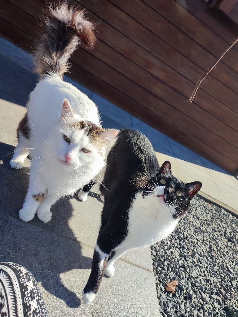 Fluffy 