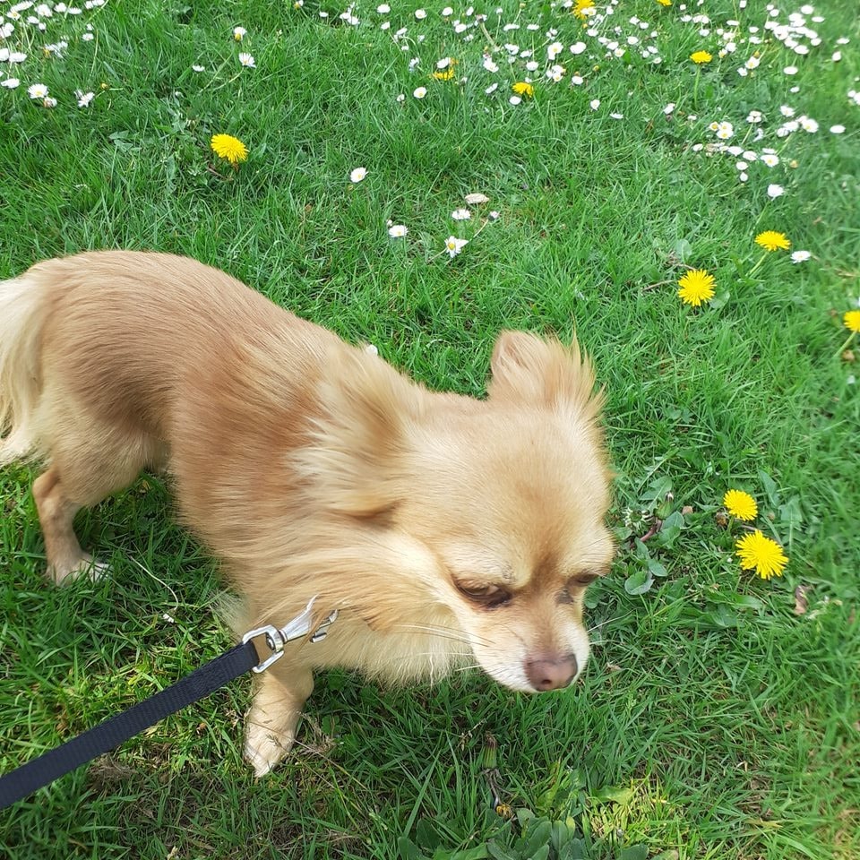 Bijou