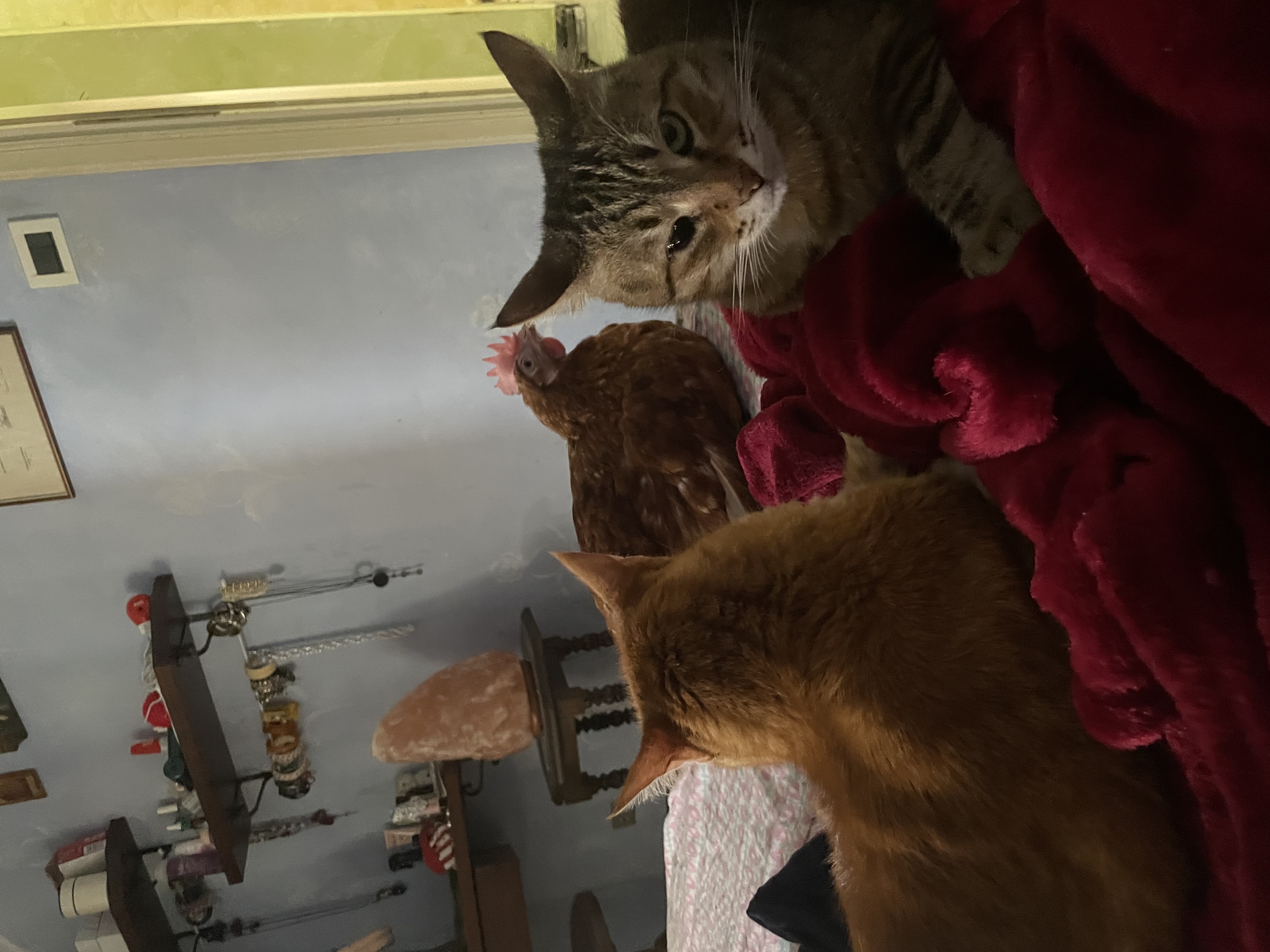 image-7