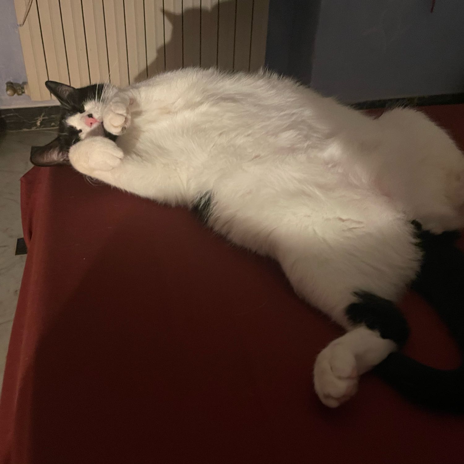 Babette