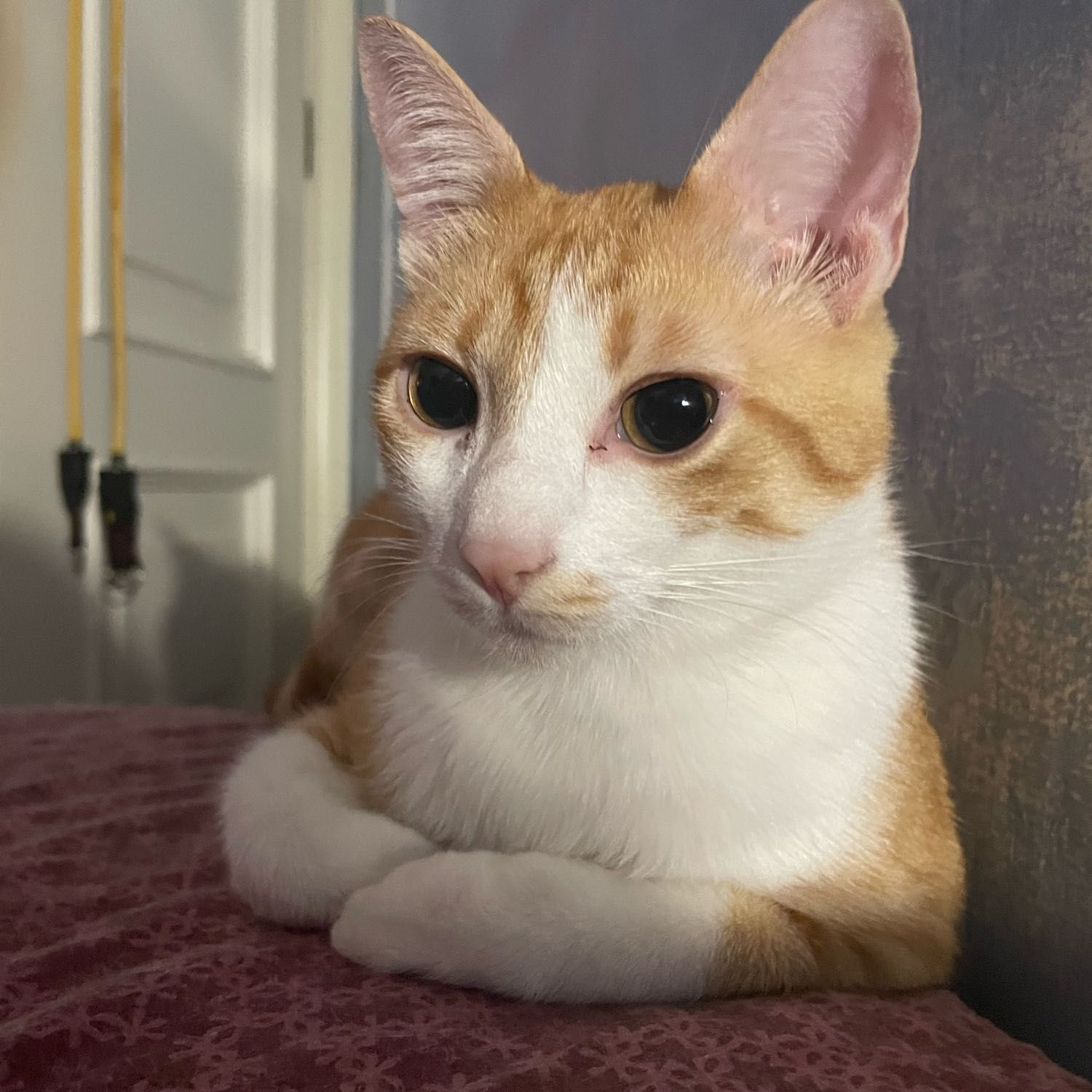 Dimitri