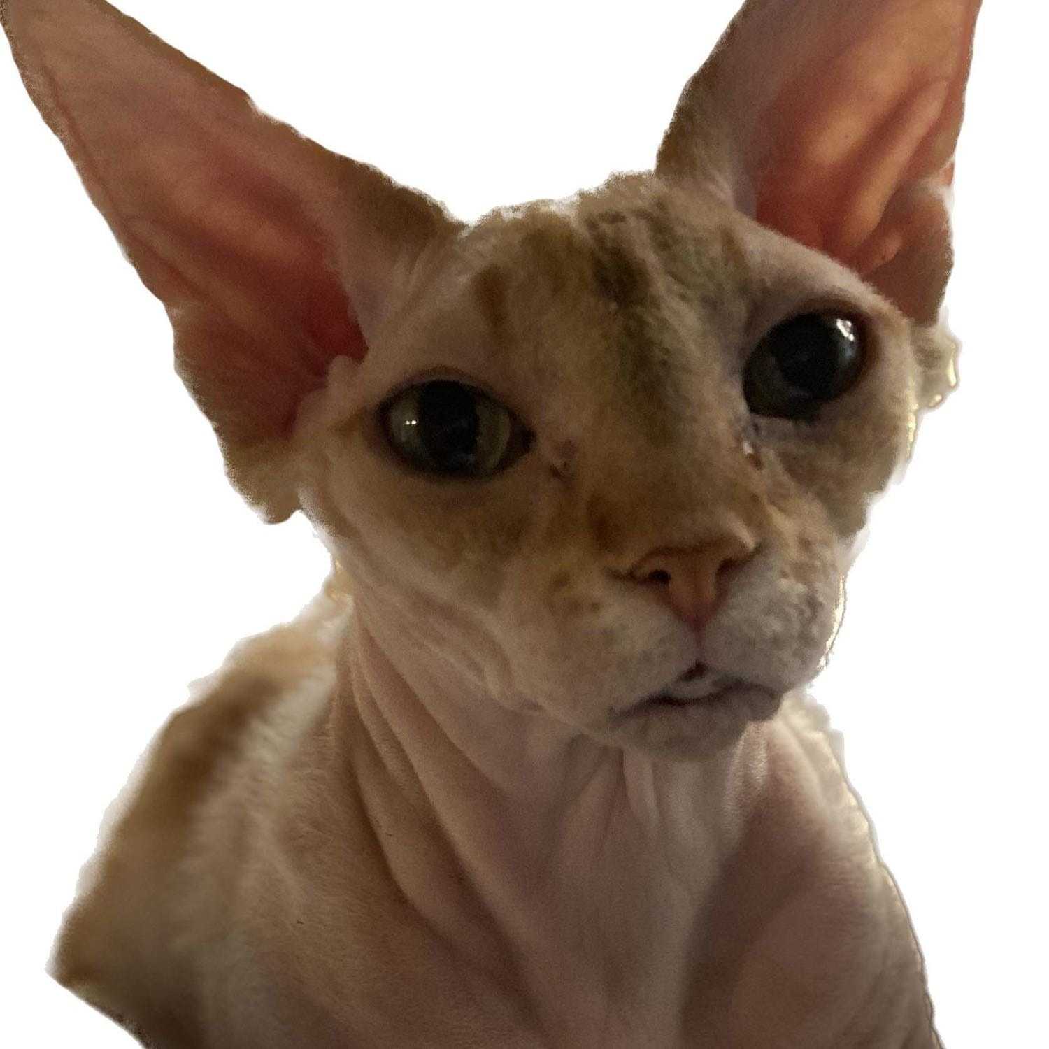 Peach- décédé 5 juillet 2024