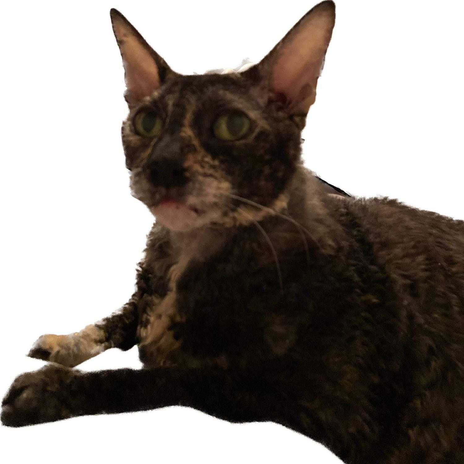 mana - décédé janvier 15 2023