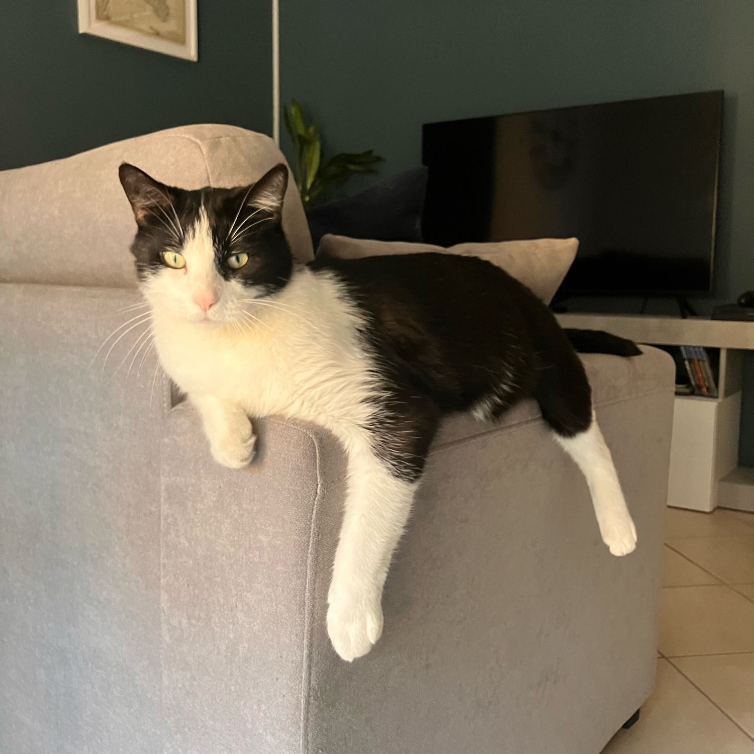 Fernandello 