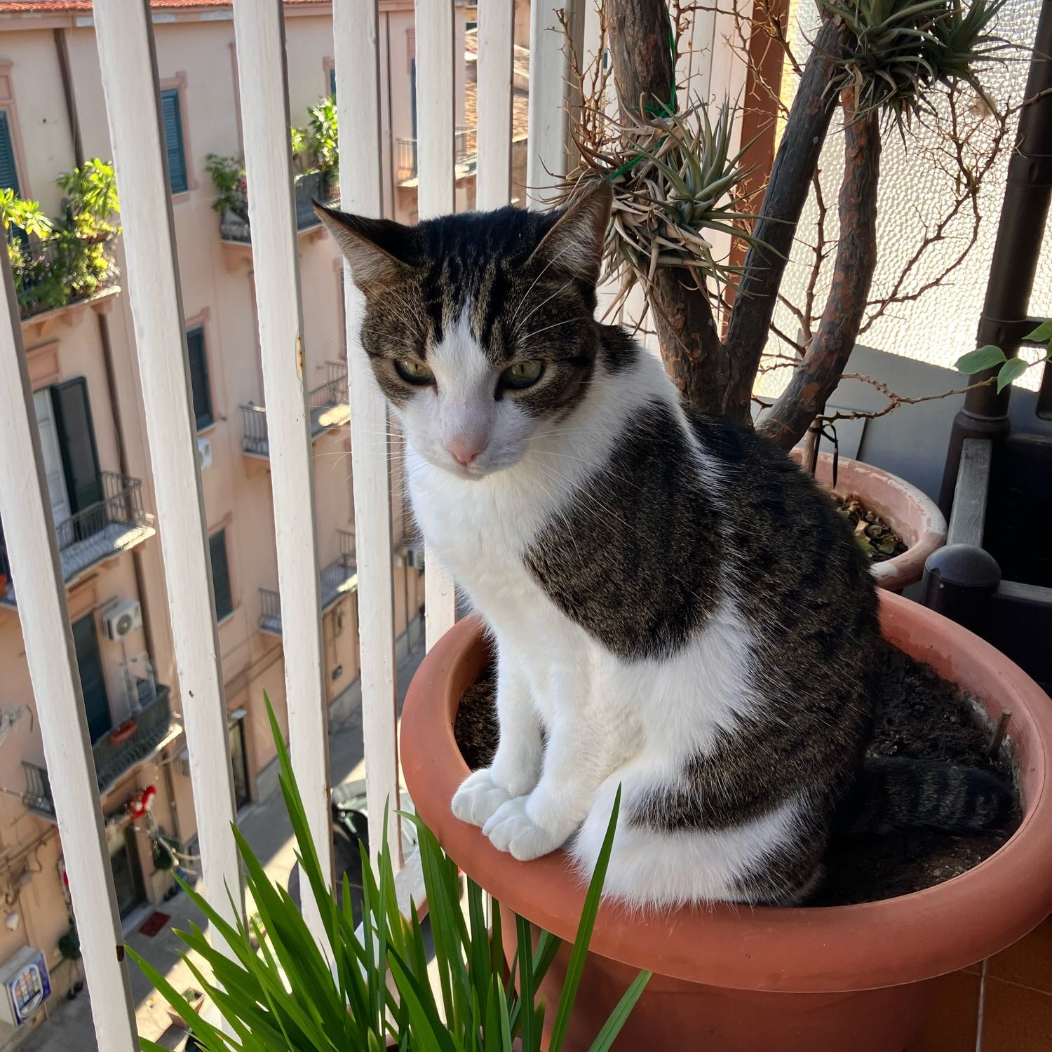 Loki