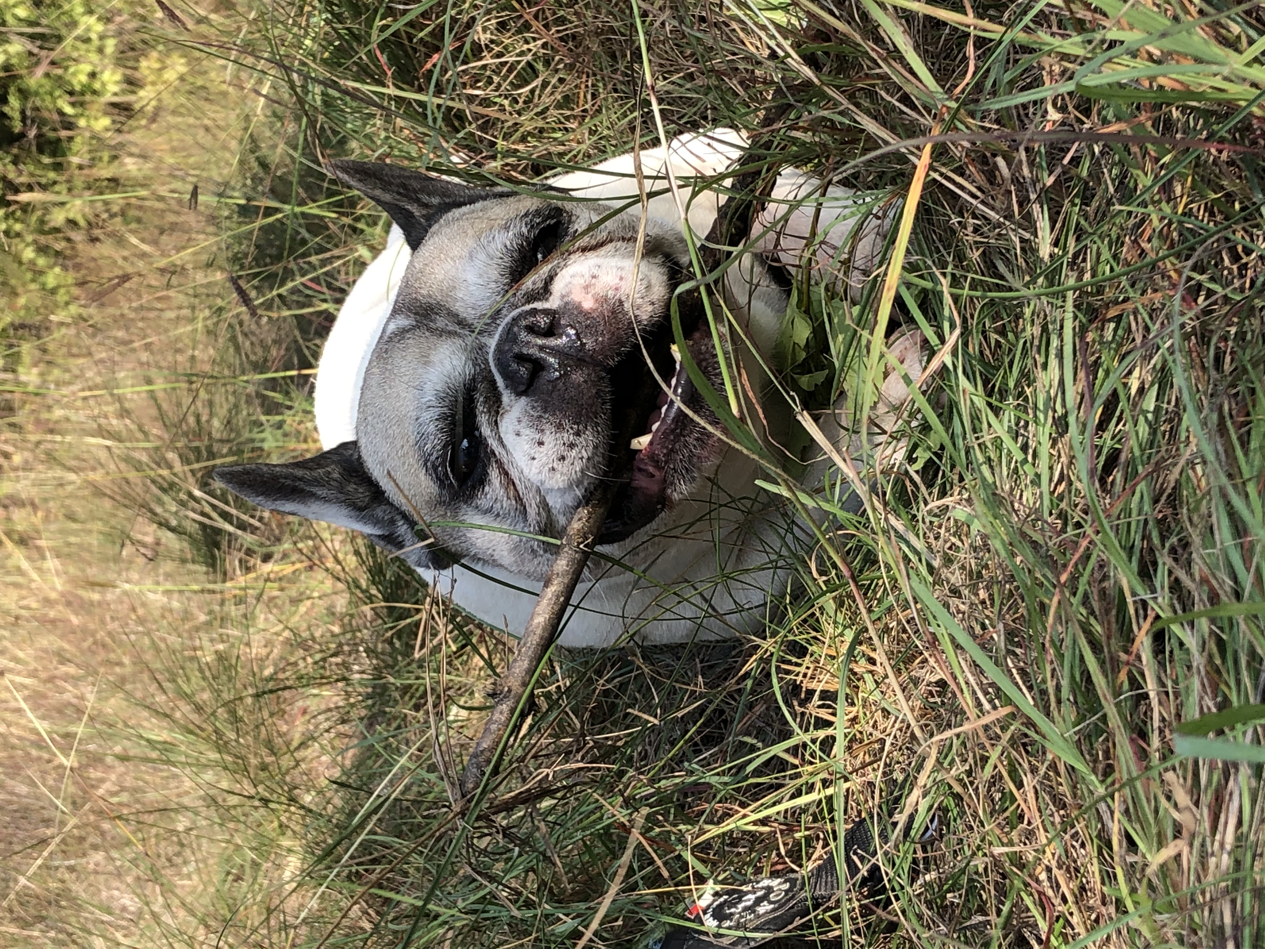 image-7