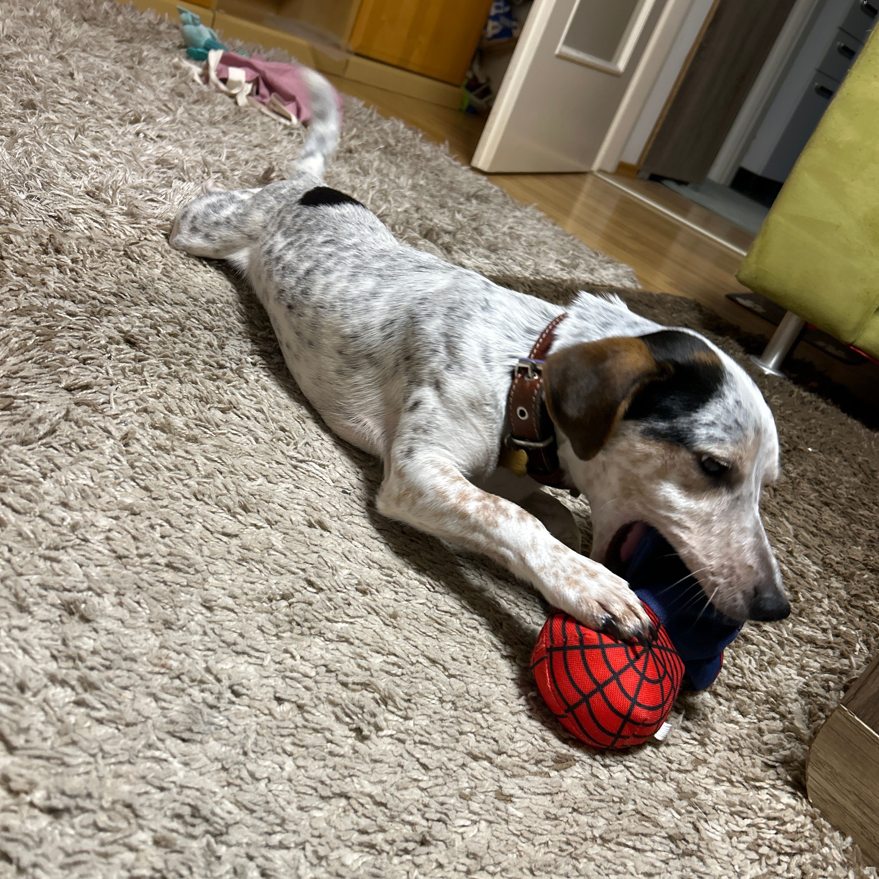 Rocko