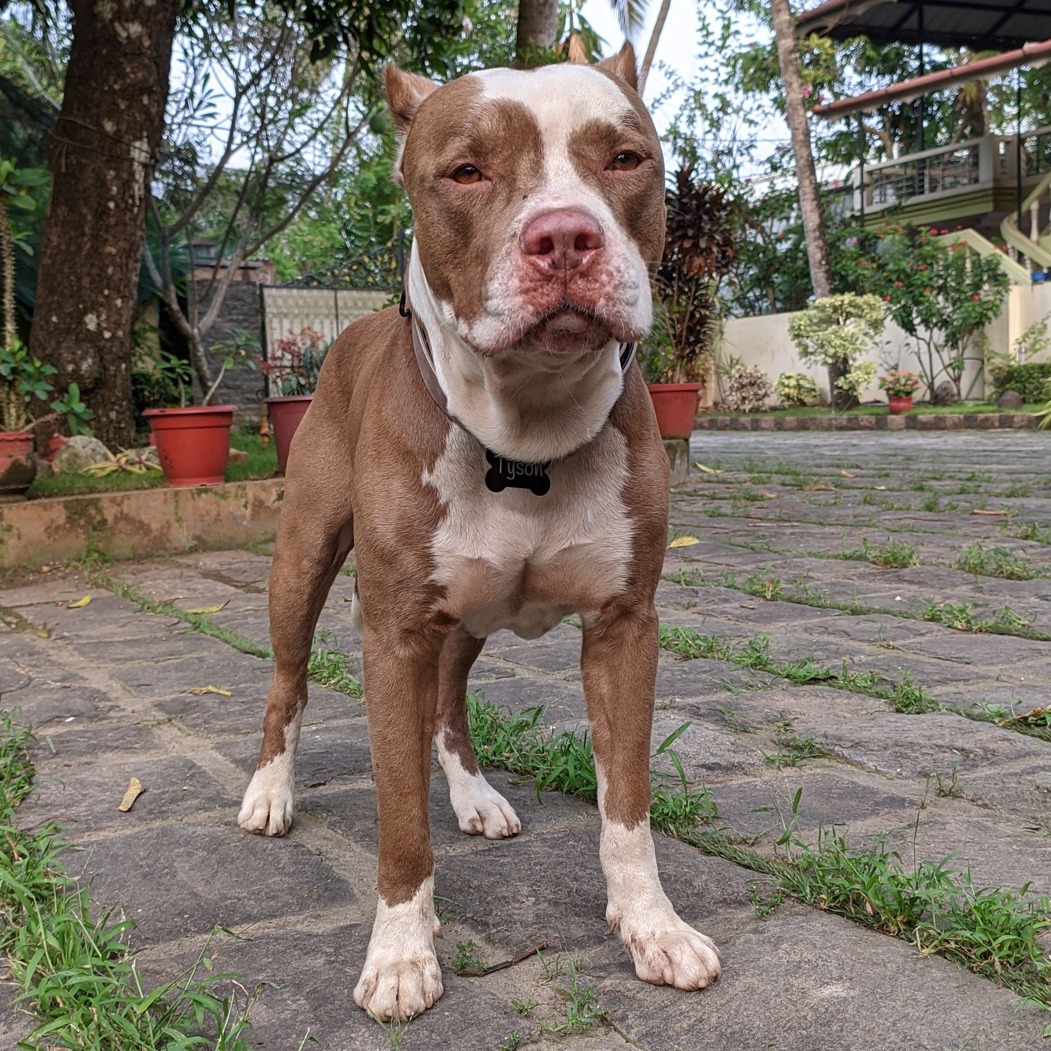 Tyson