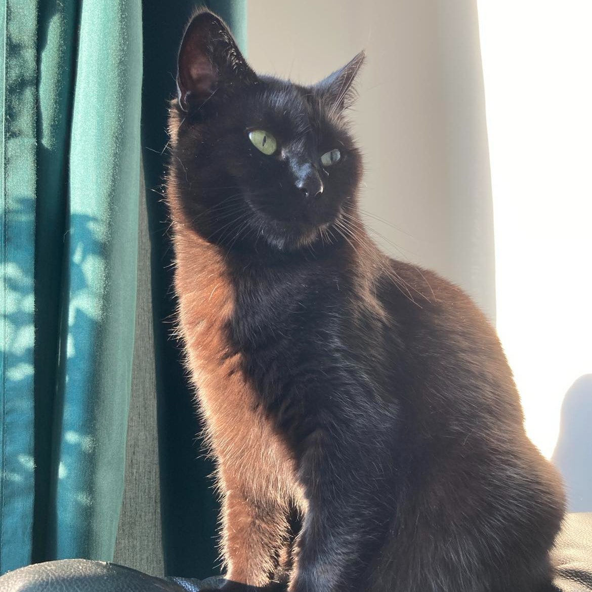 Negra
