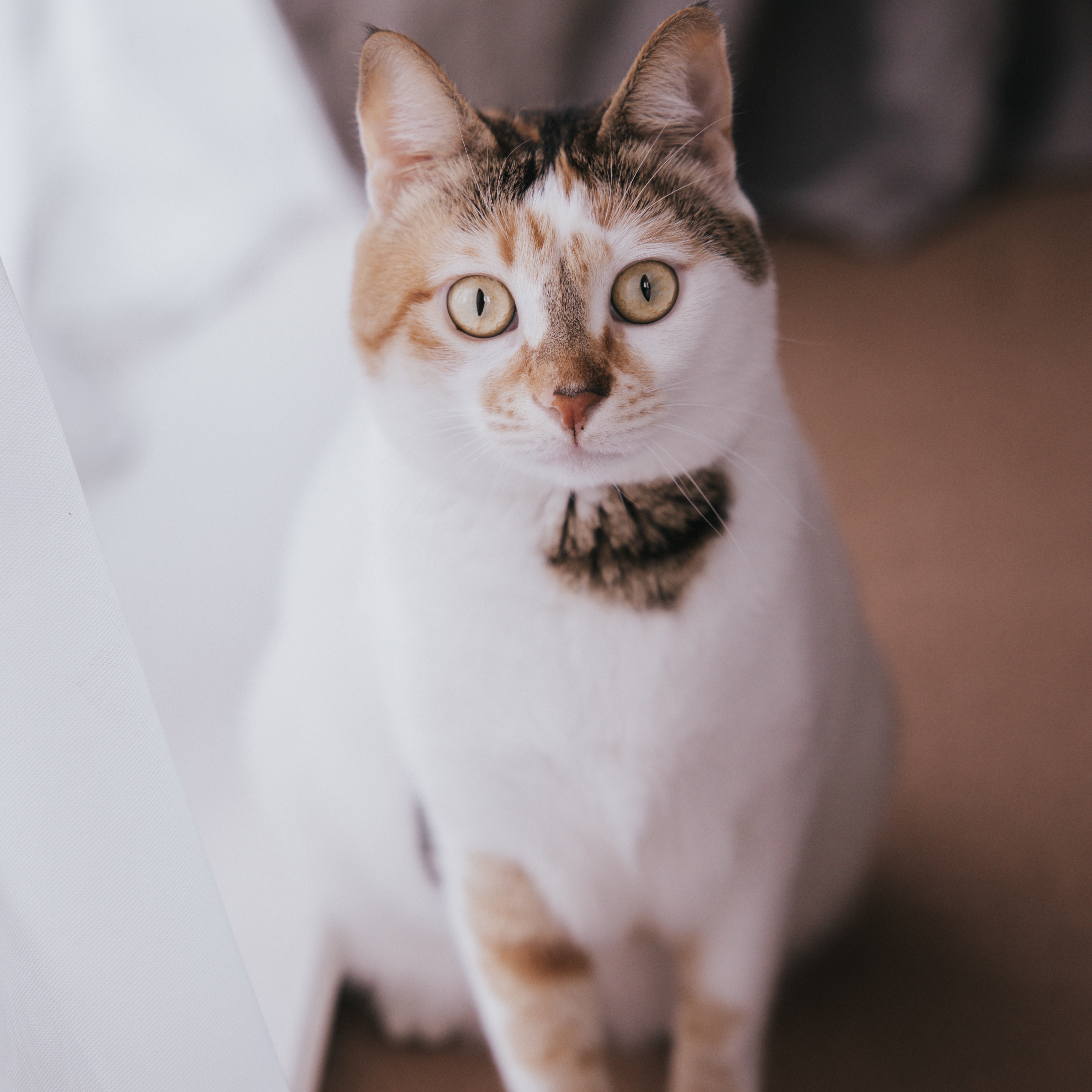 Pippa
