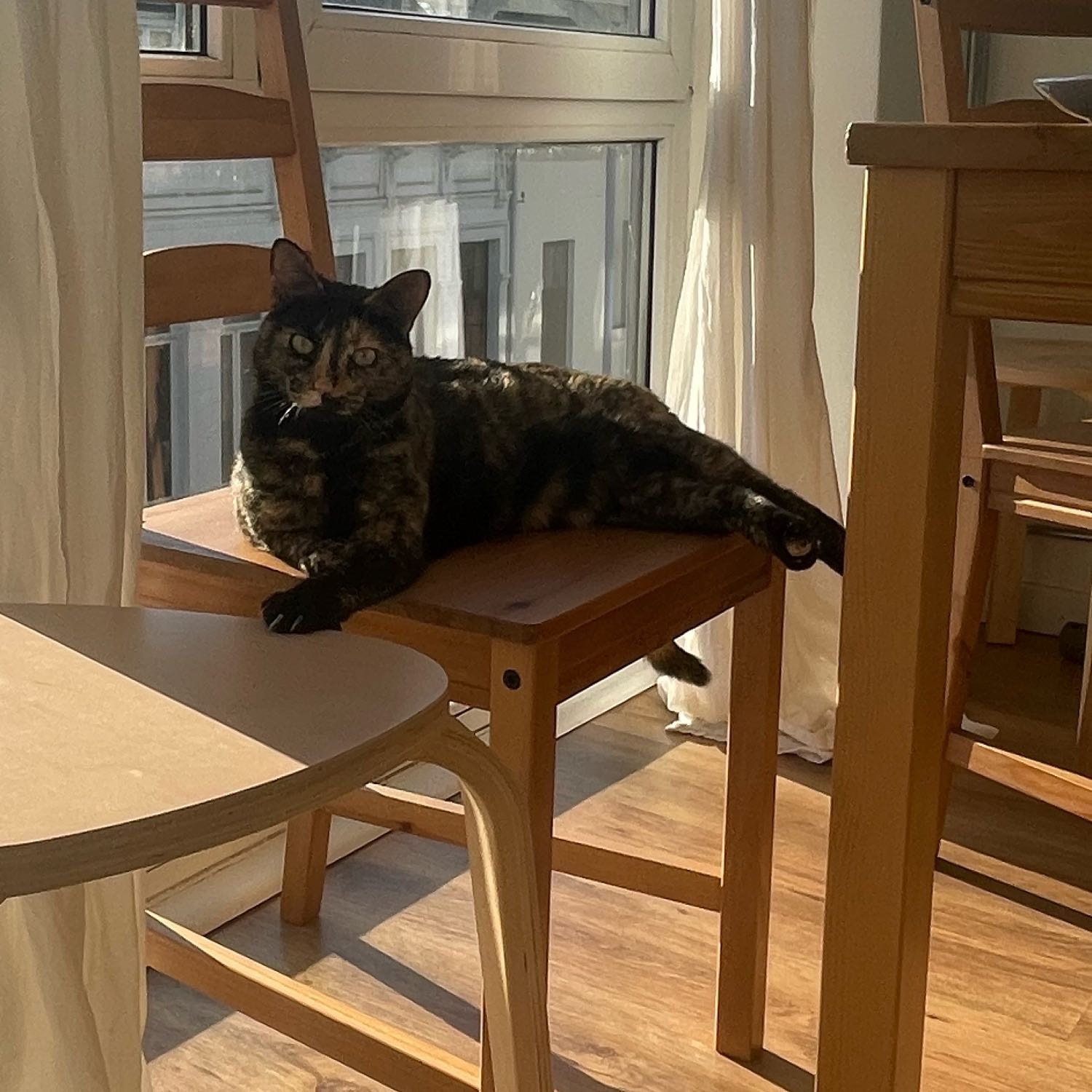 bagel