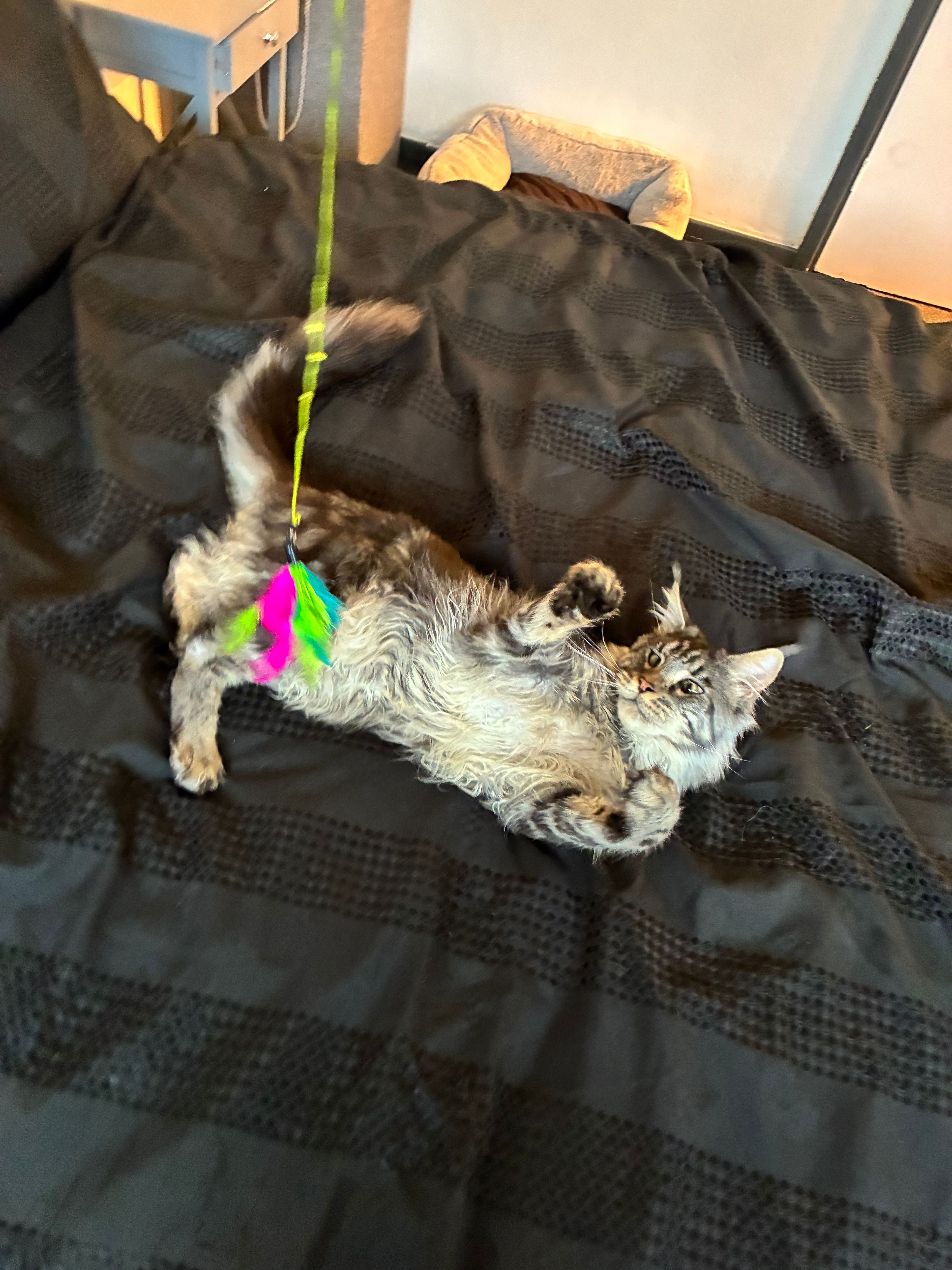 image-11