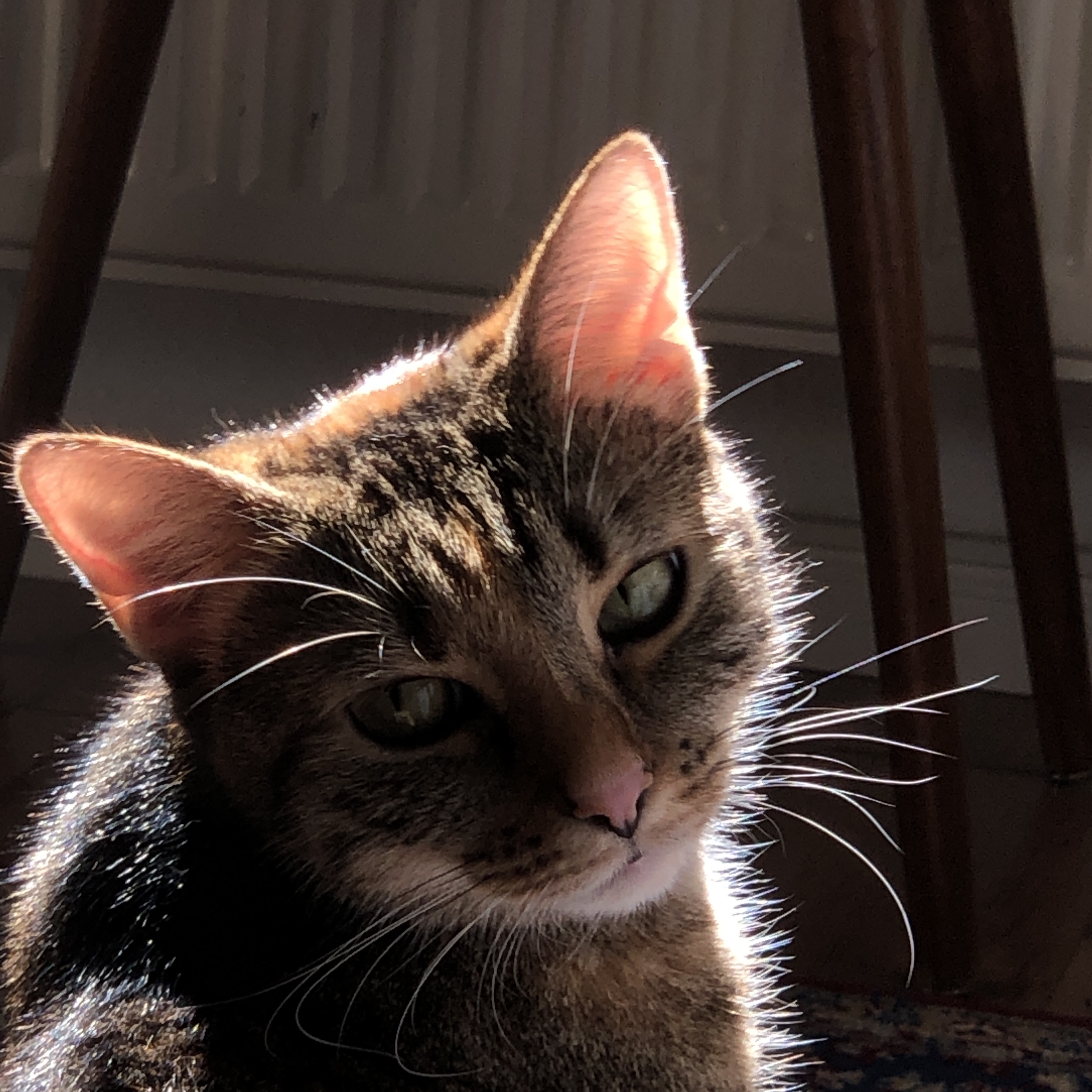 Wilma
