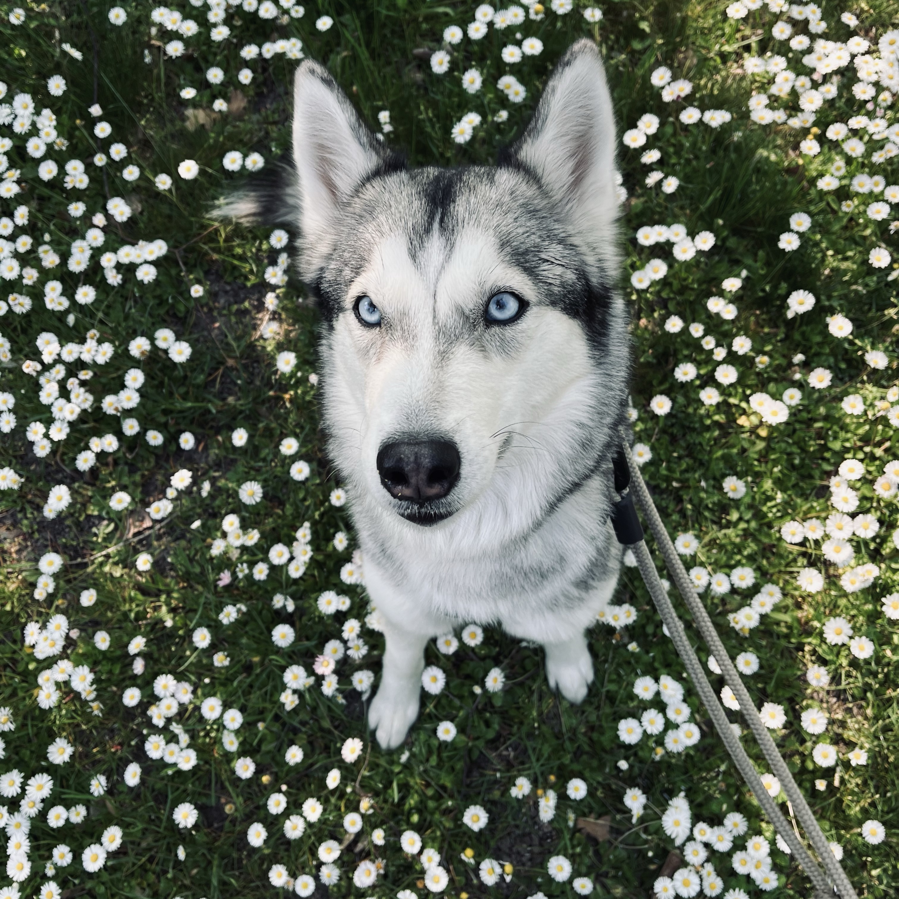 Nika