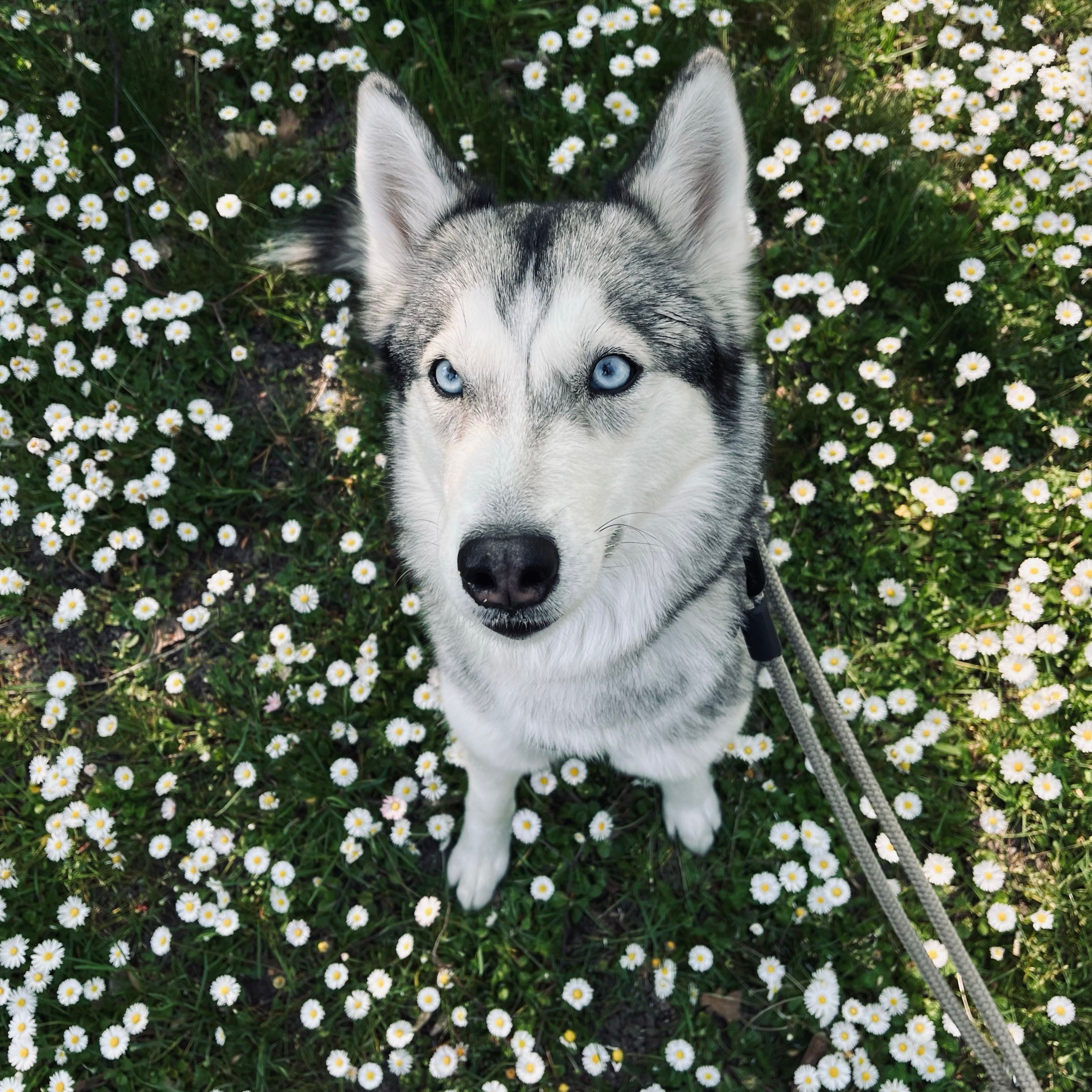 Nika