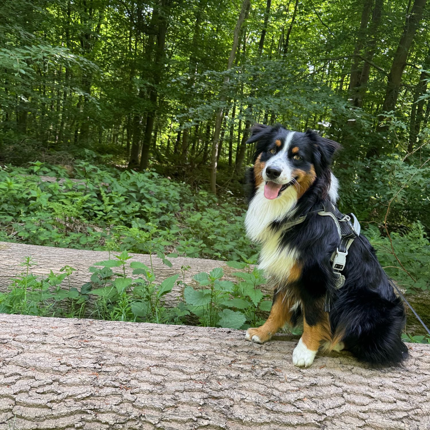 Cooper