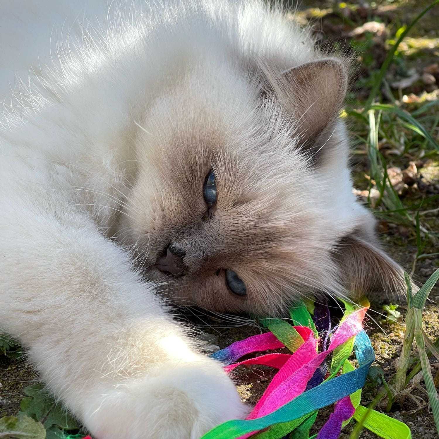 Madonna Zafira (Zaf-Zaf)