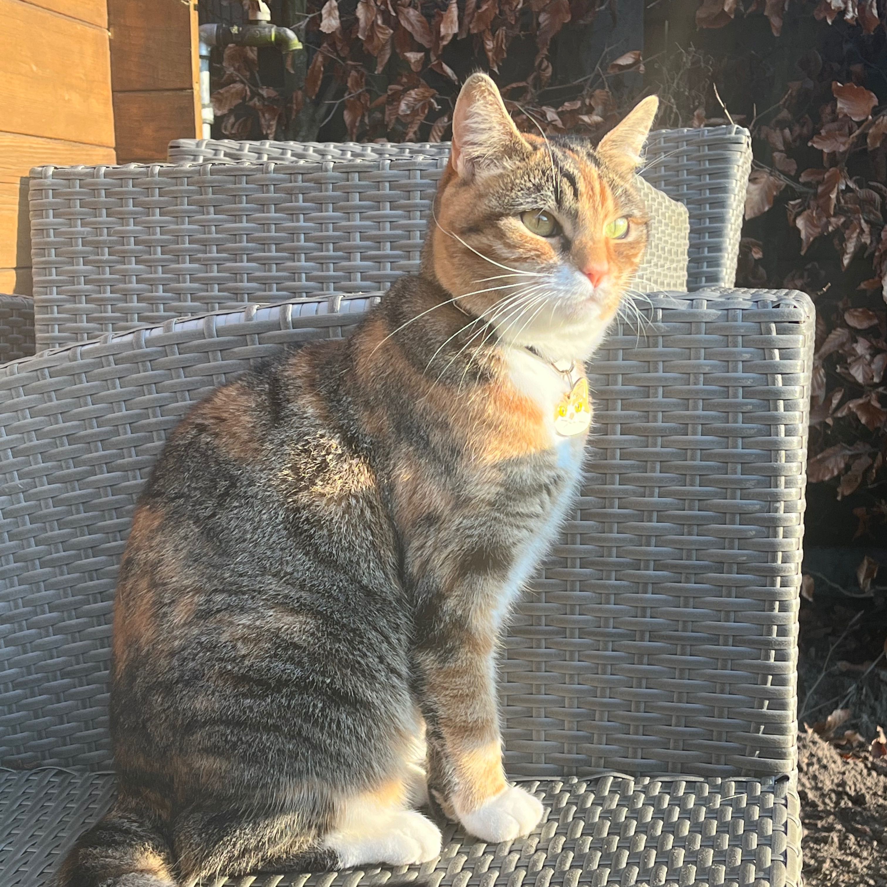 Kattie