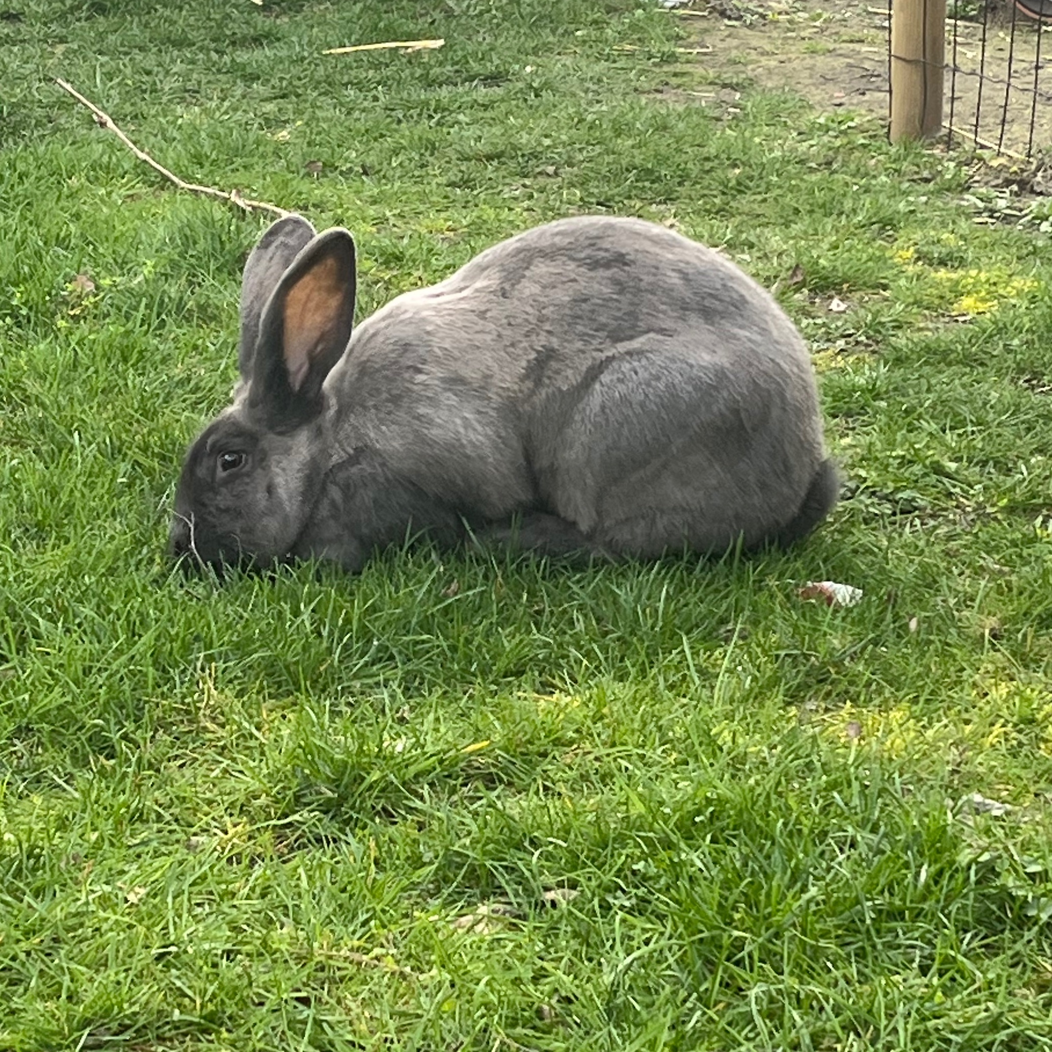 Nala
