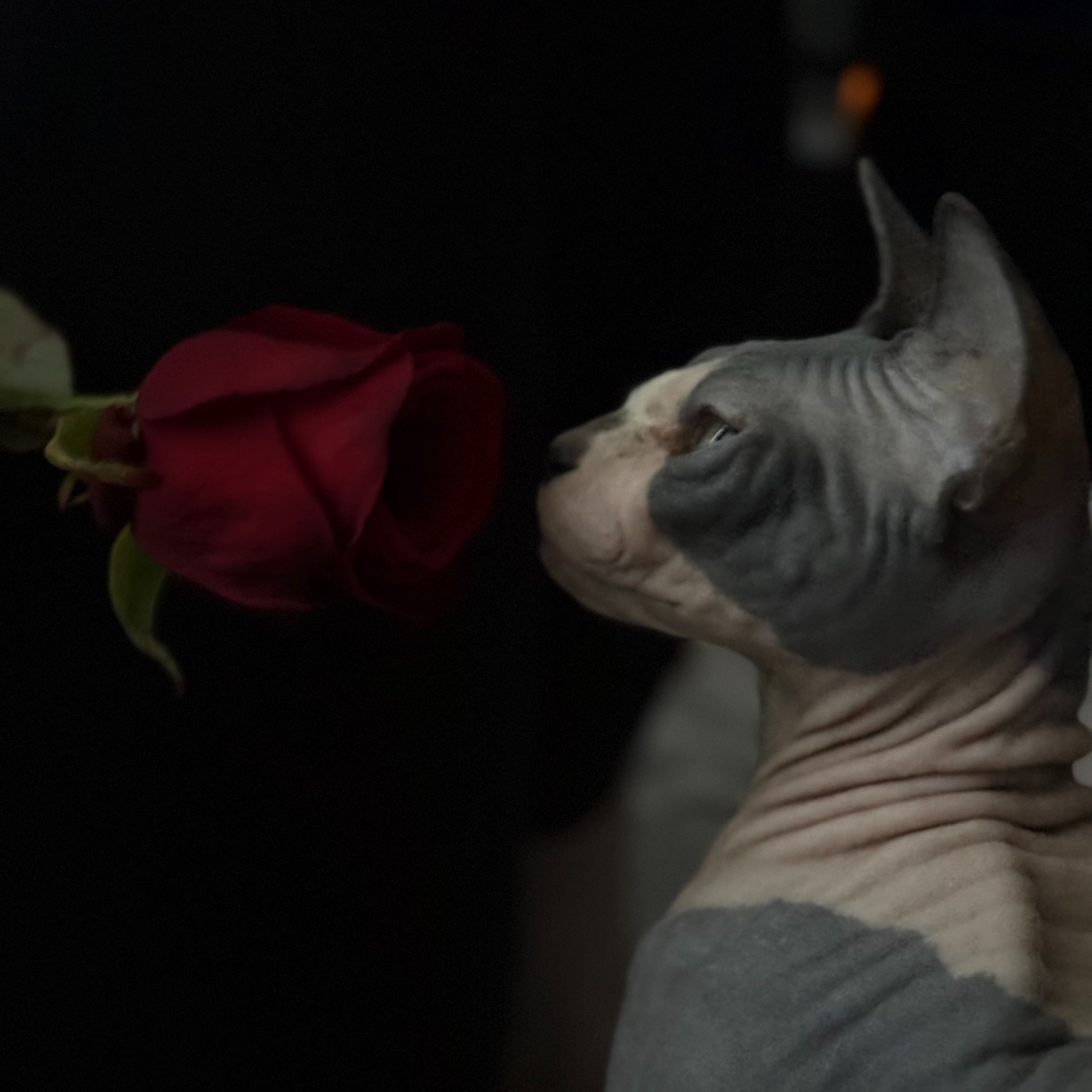 Leo