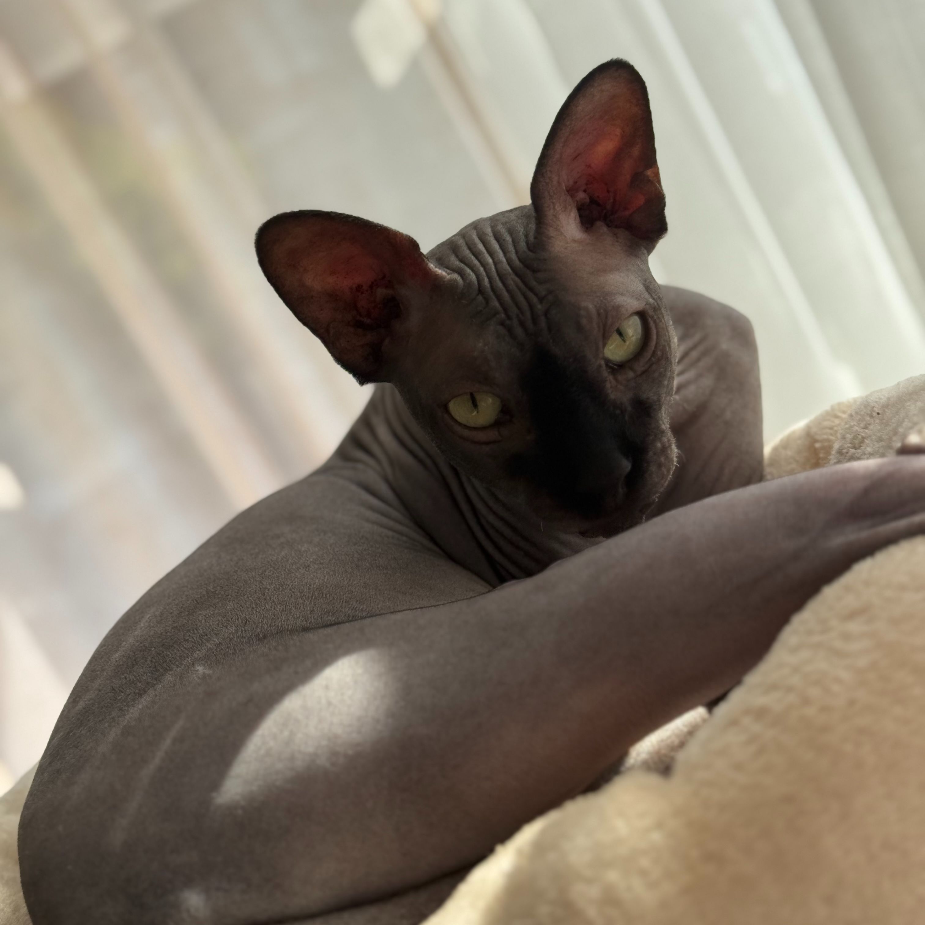 Dobby