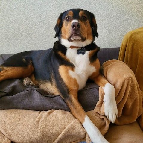 Olaf