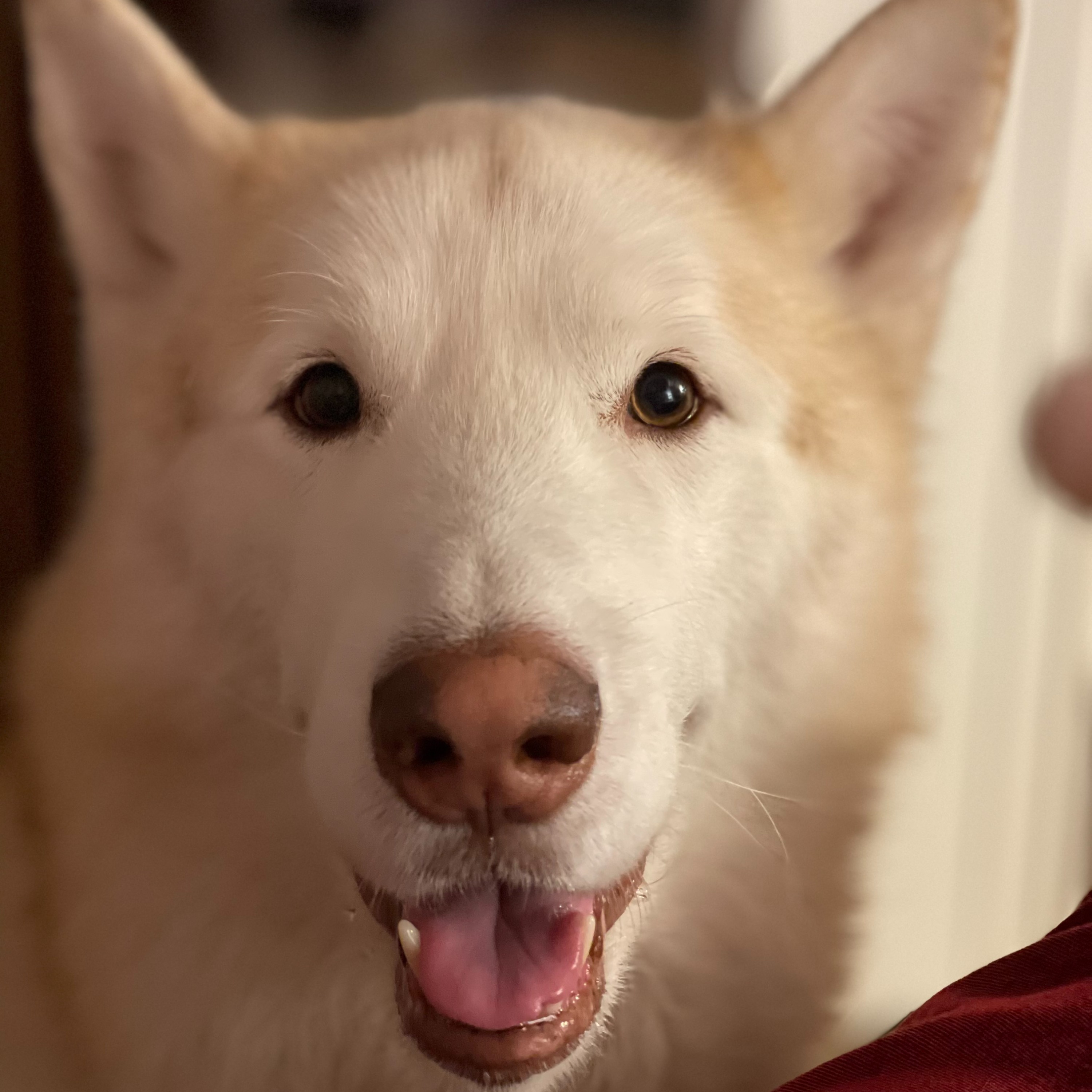Simba