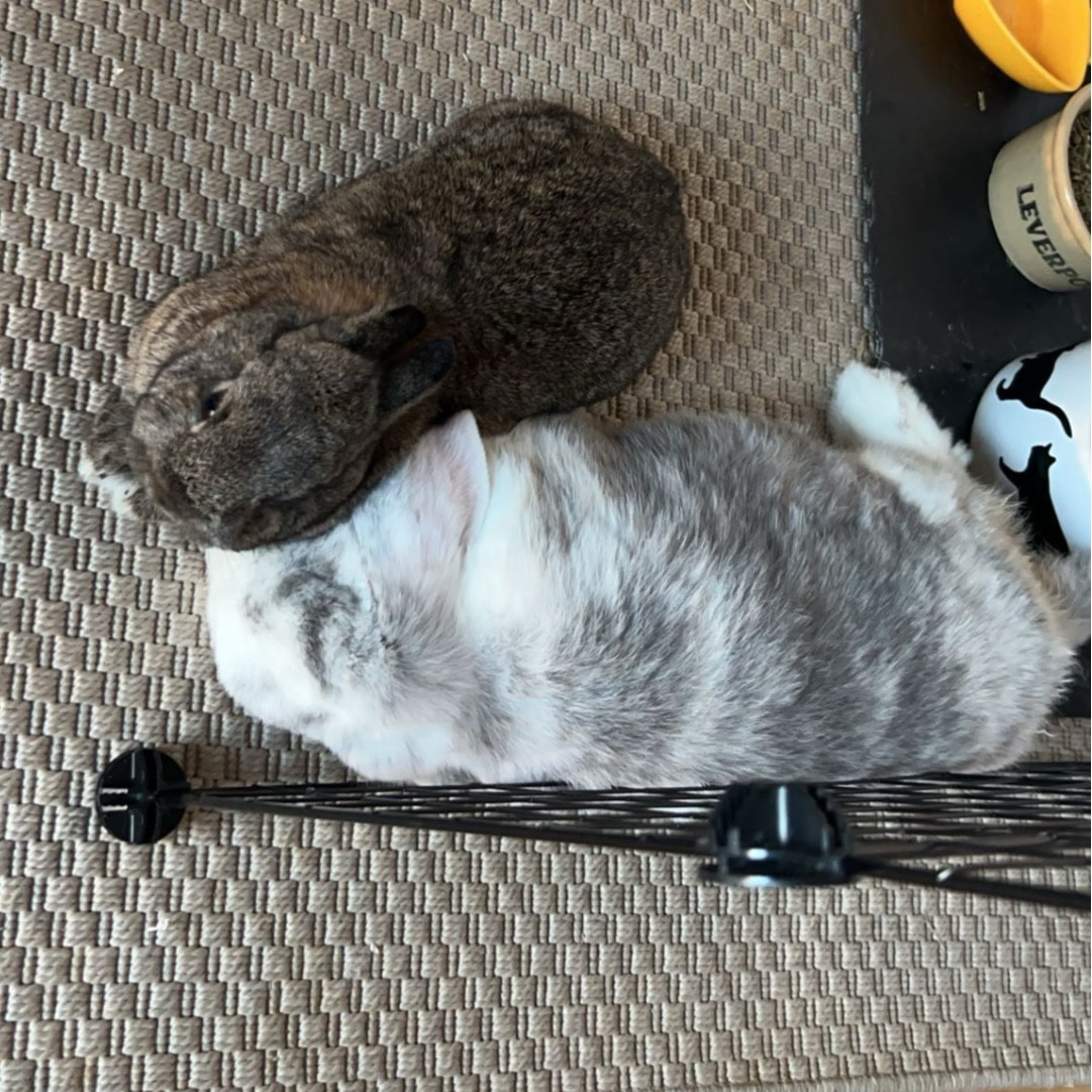 Kløver🍀 og Charlie 