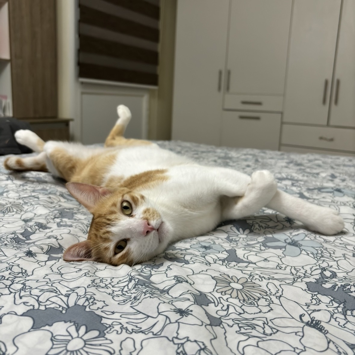 Simba