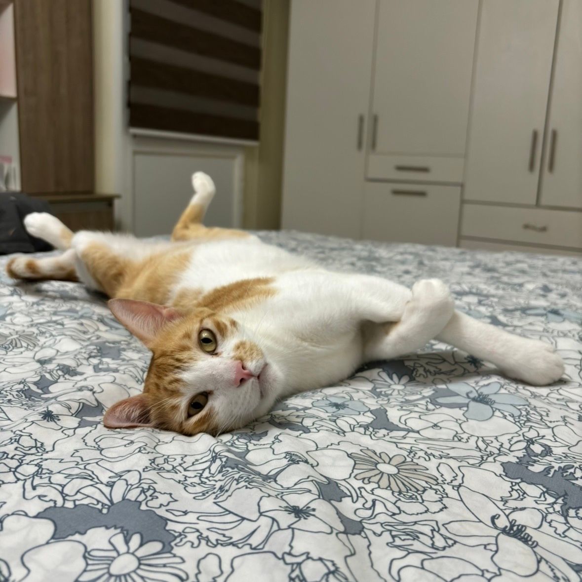 Simba