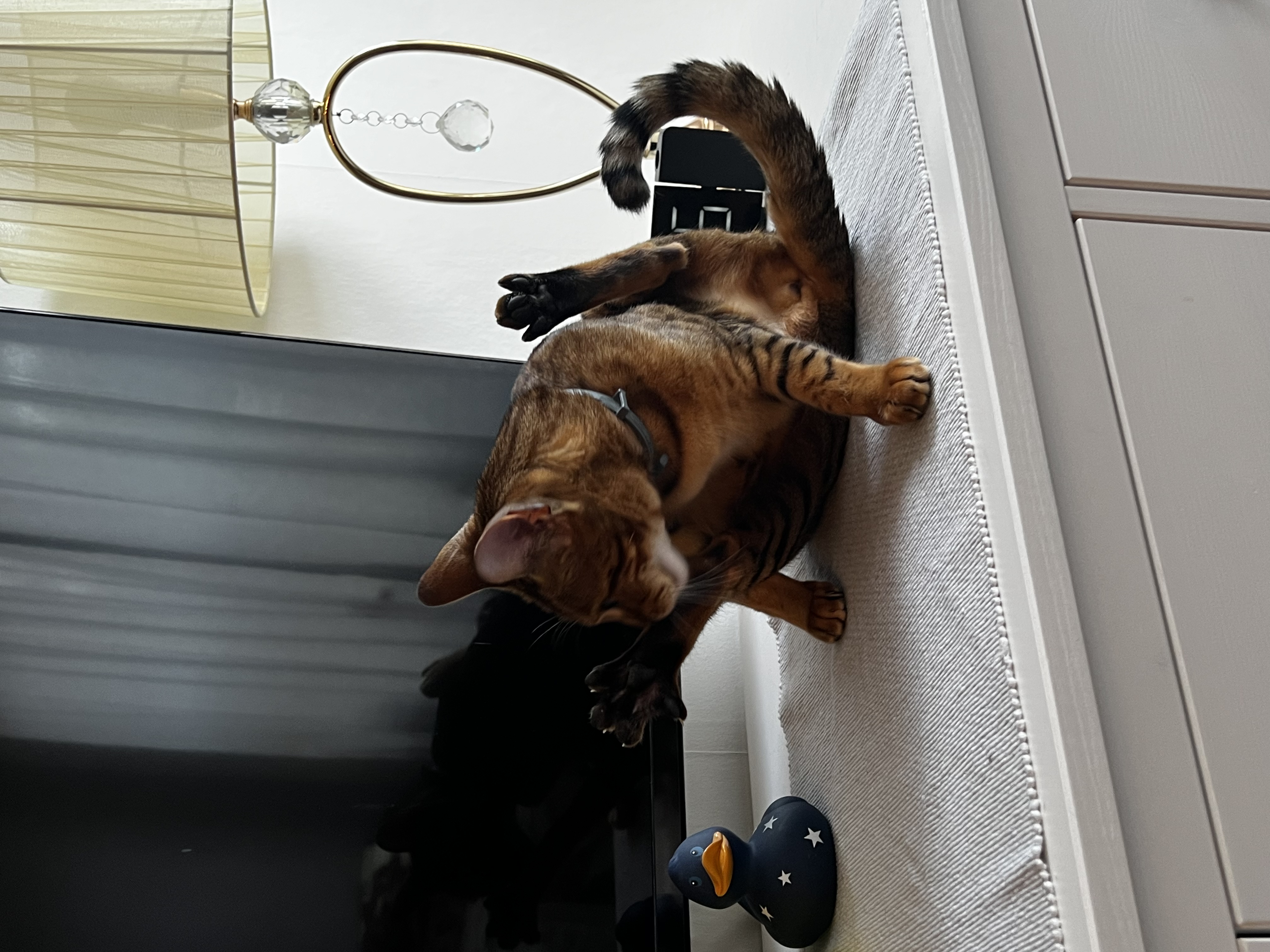image-7