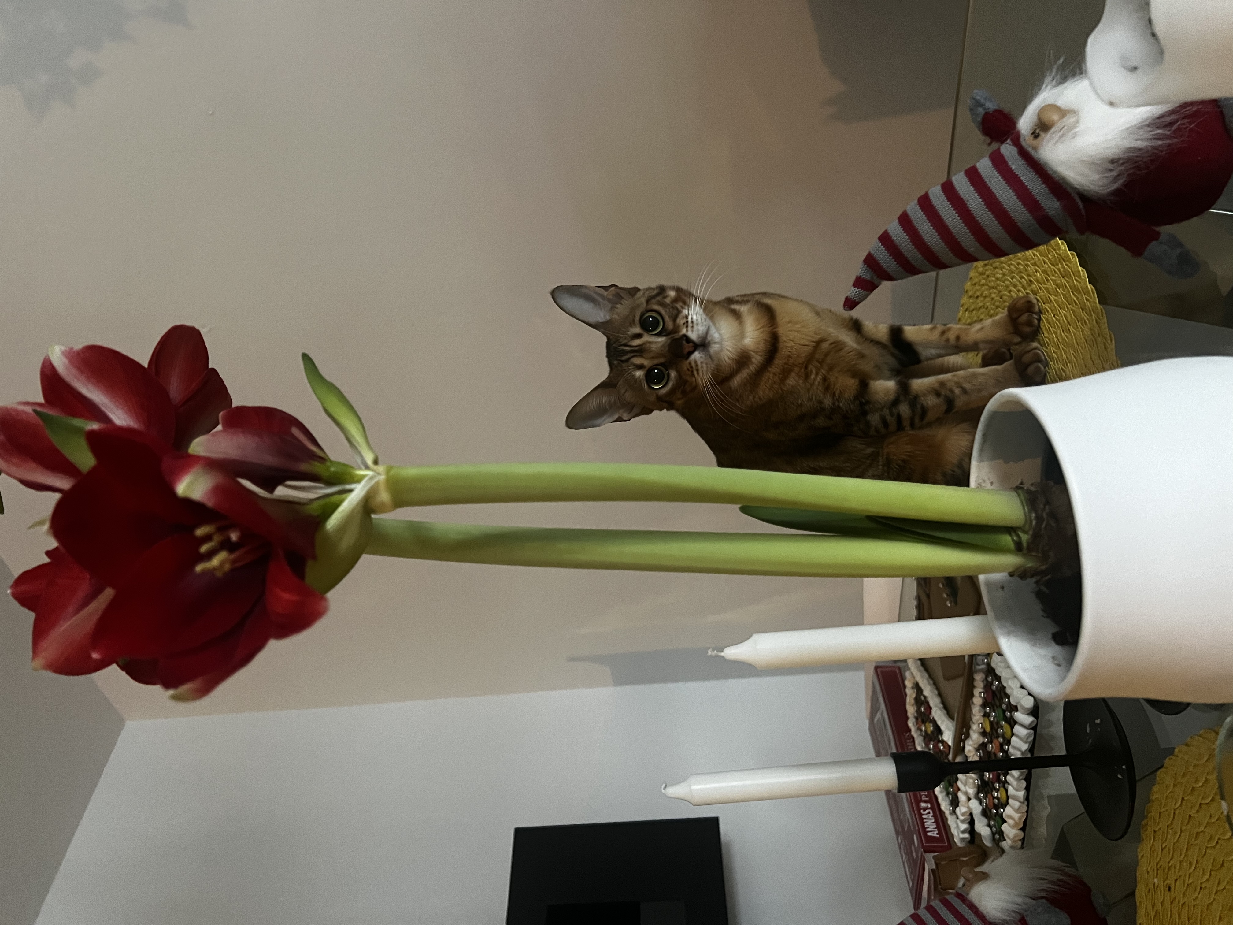 image-11