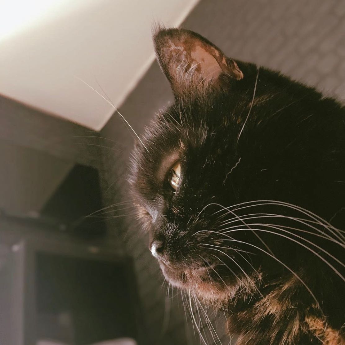 Ayla
