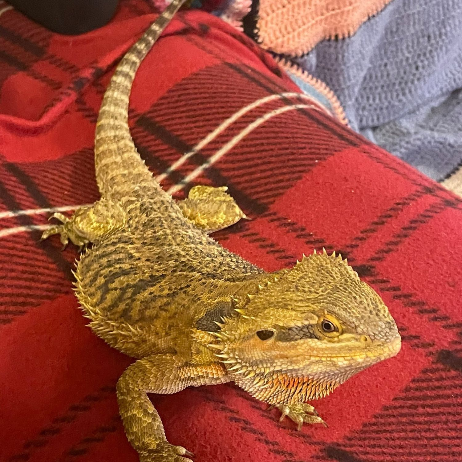 Gizma