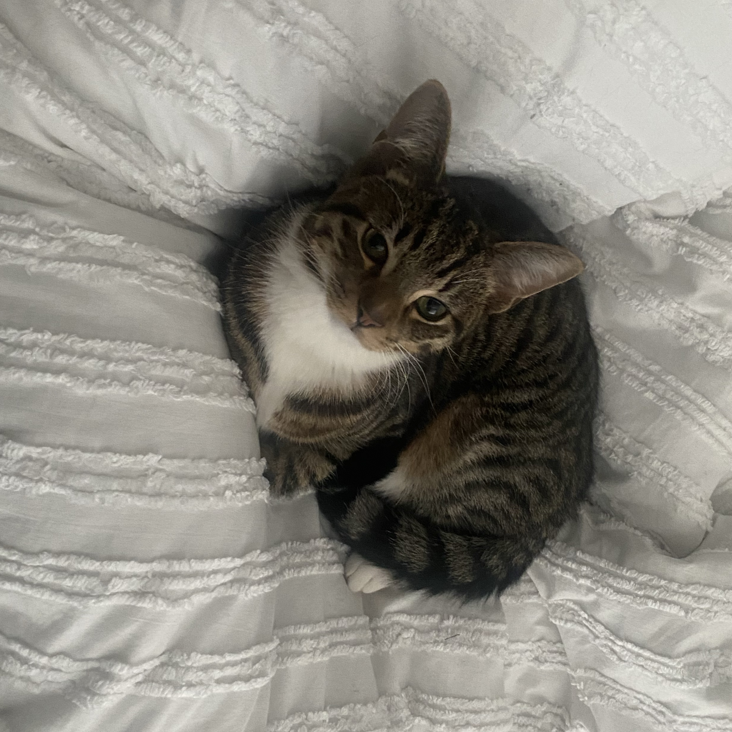 Finley 