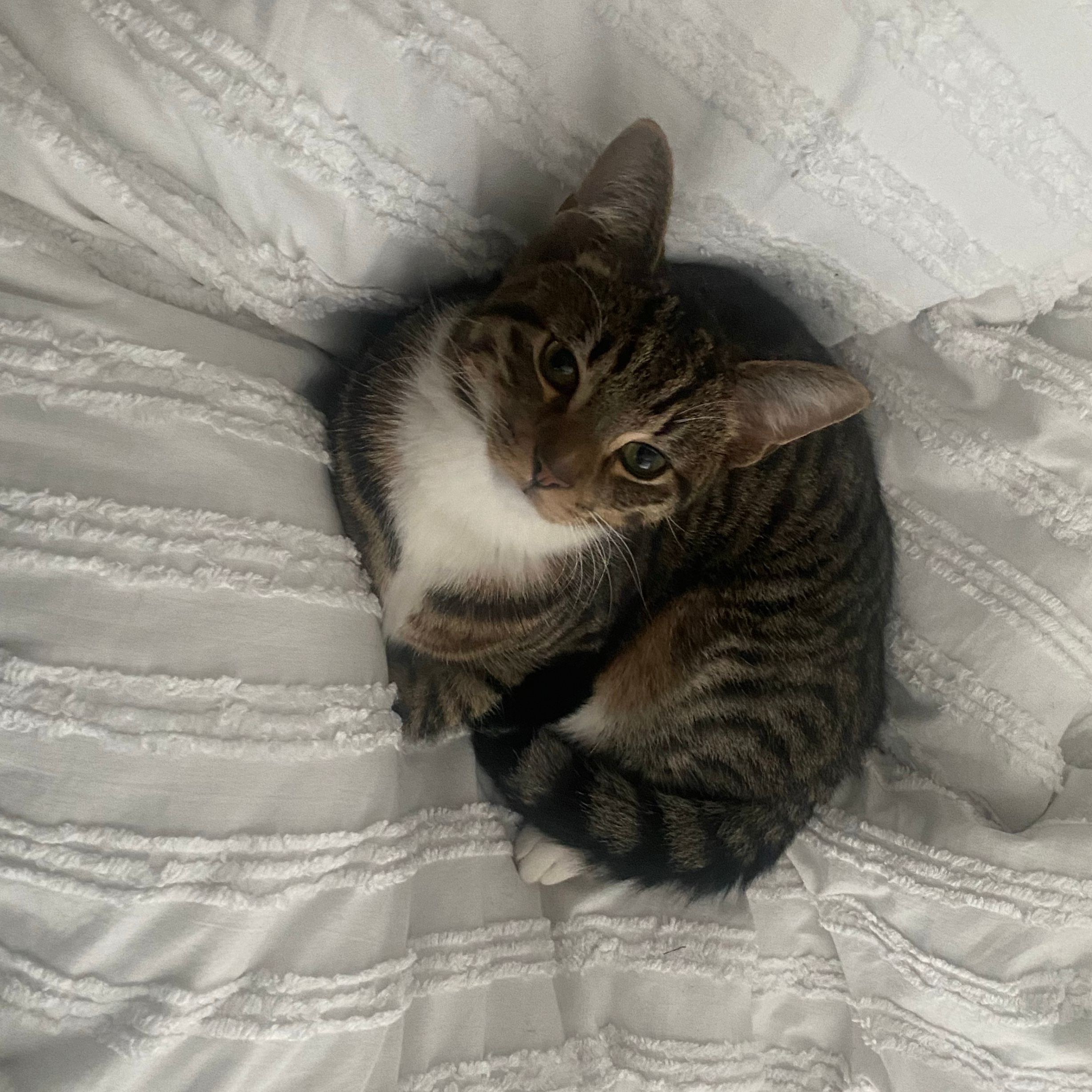Finley