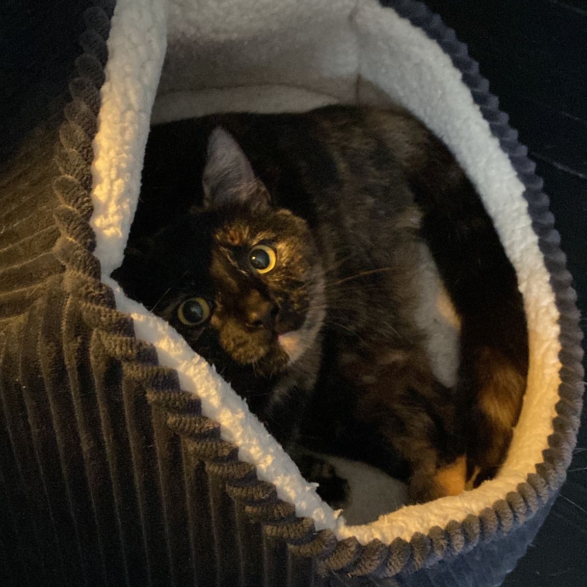 Bella
