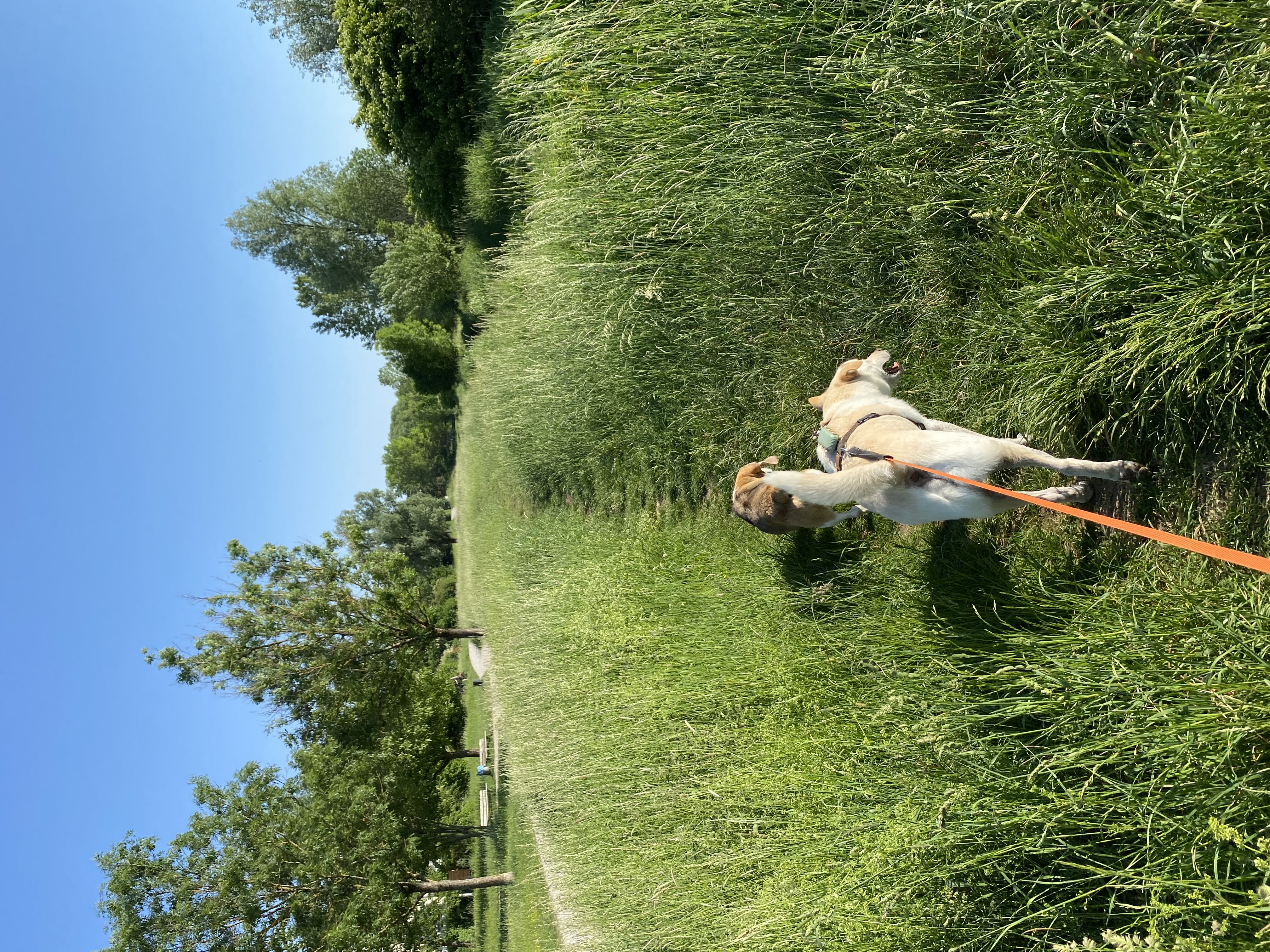 image-17