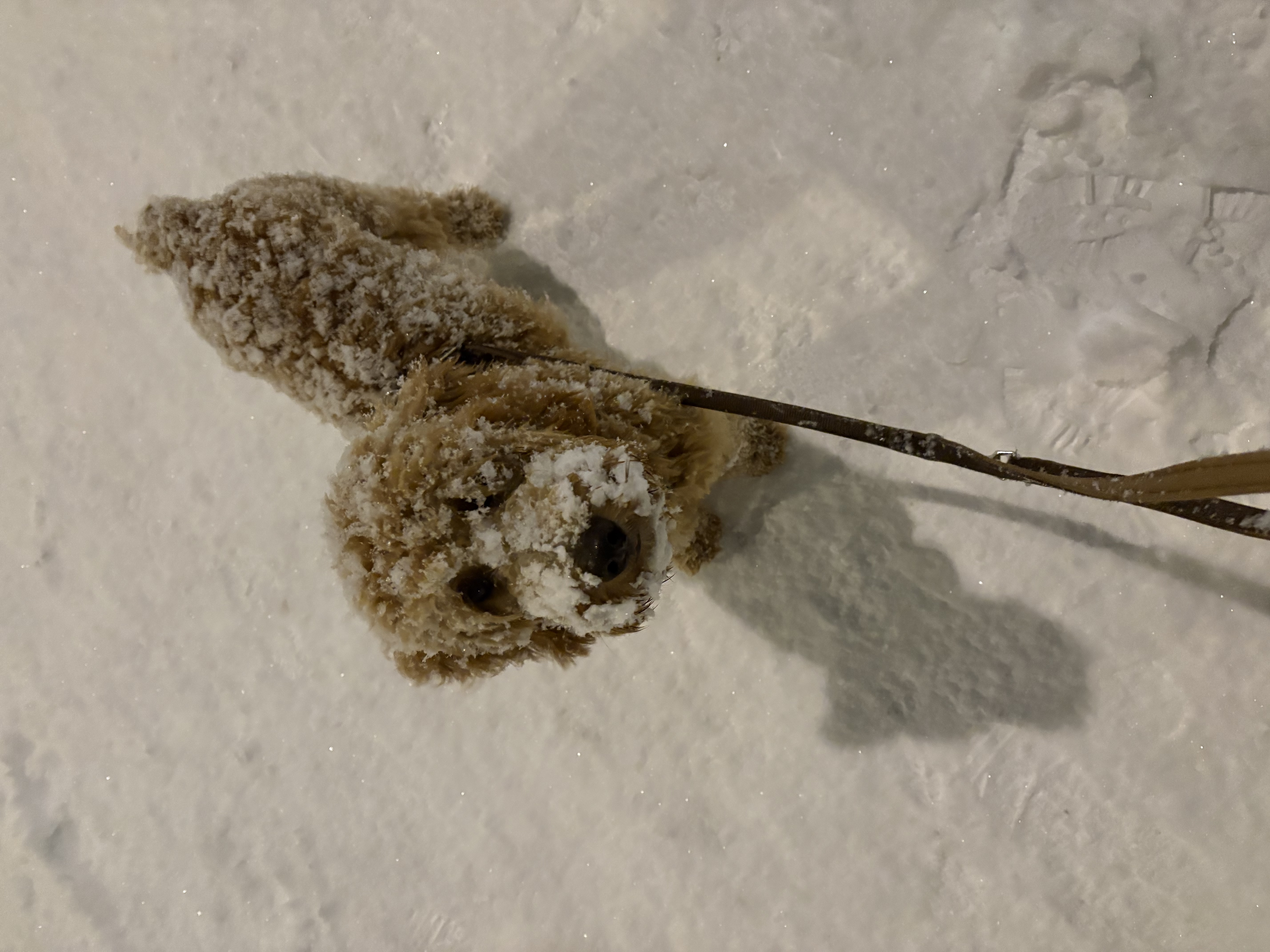 image-8
