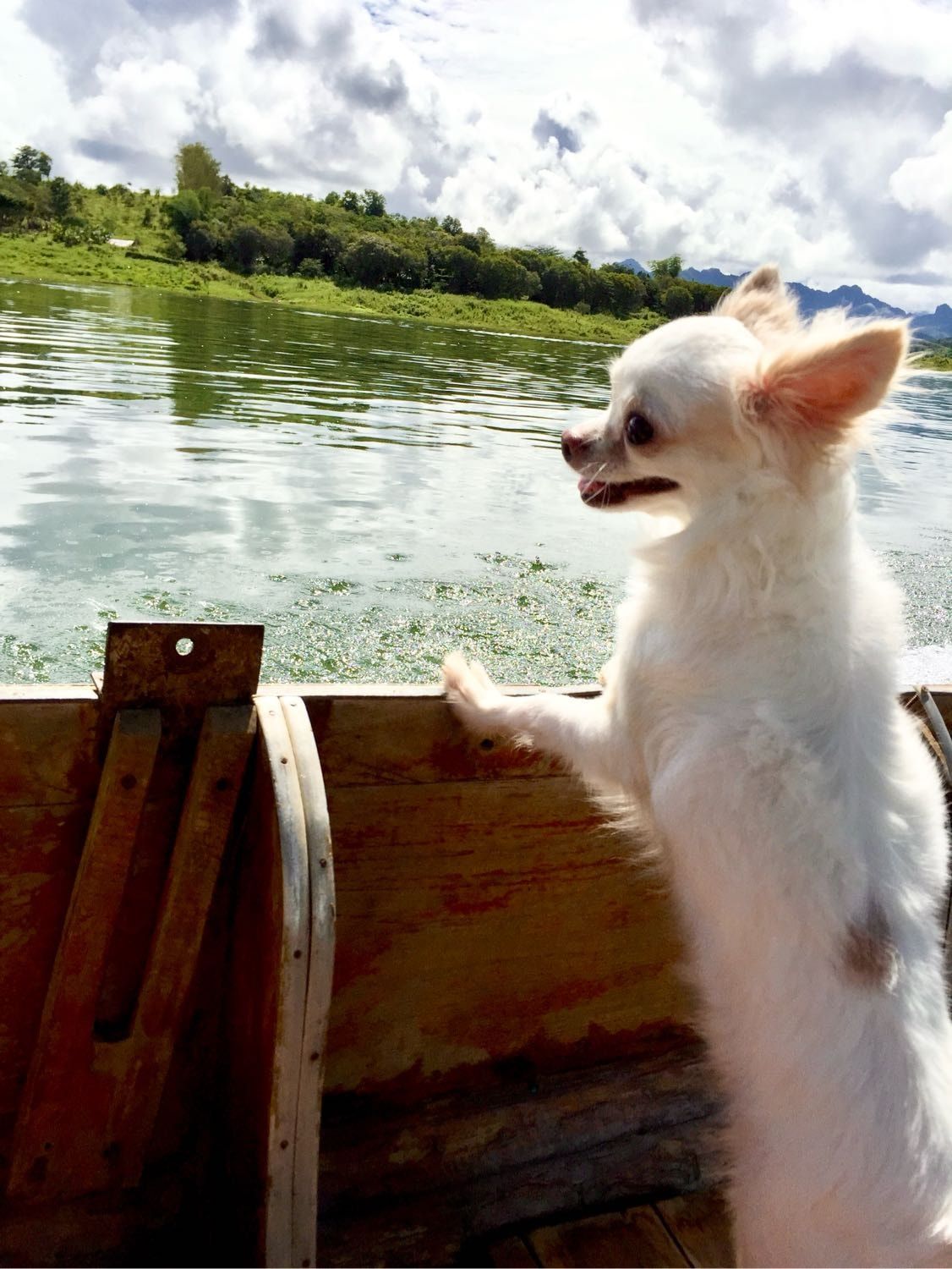 image-8