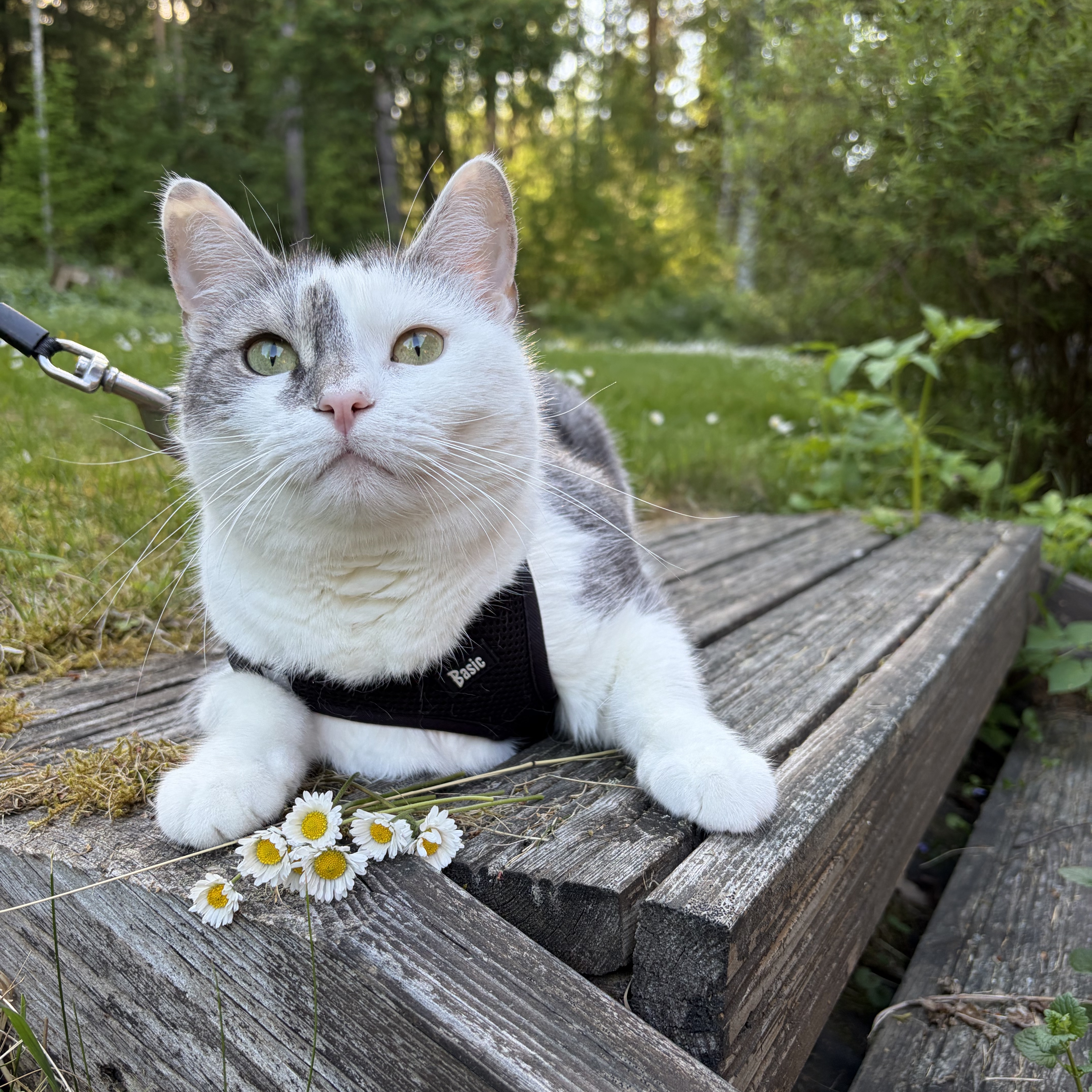 Nala