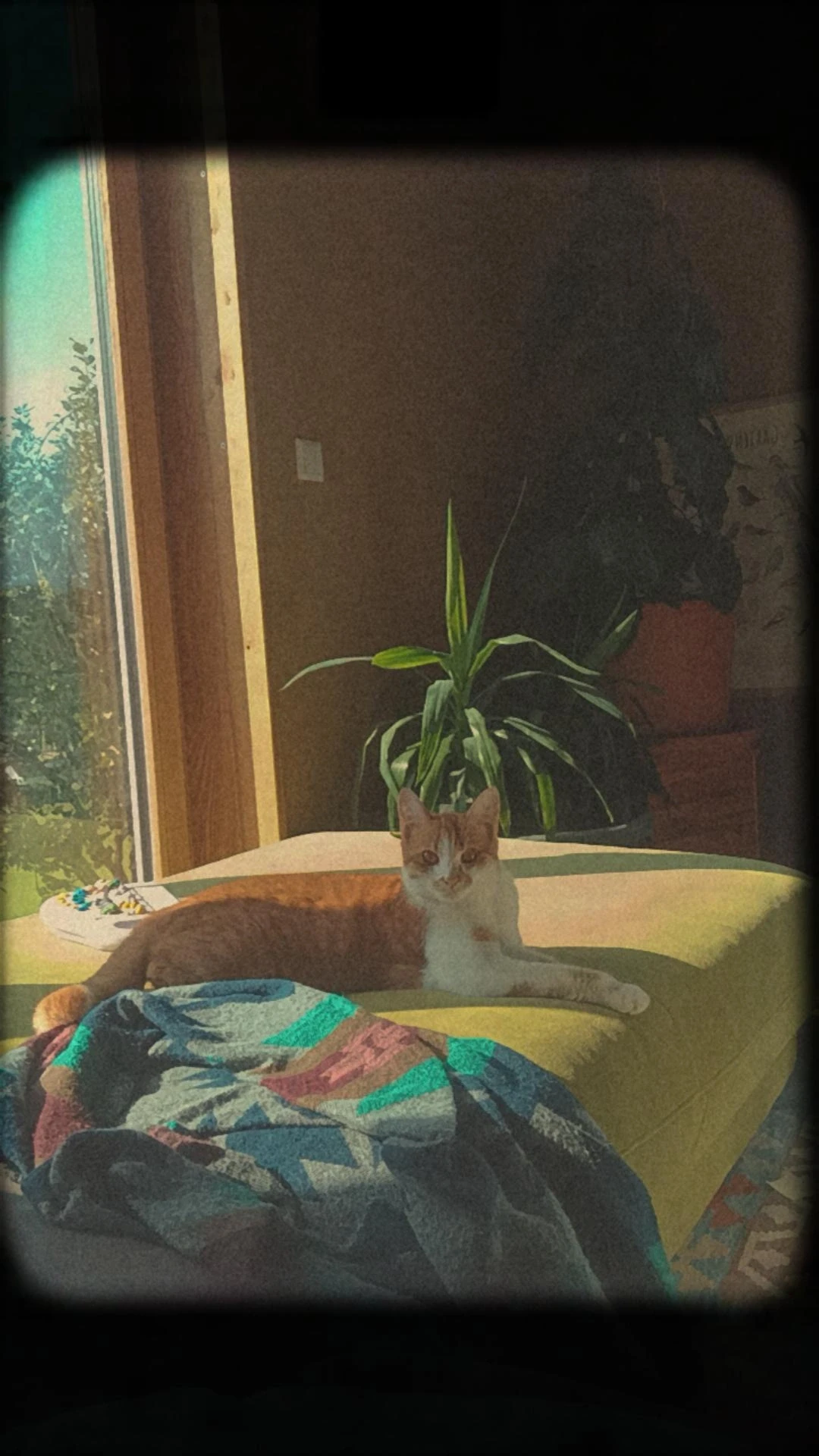 image-7